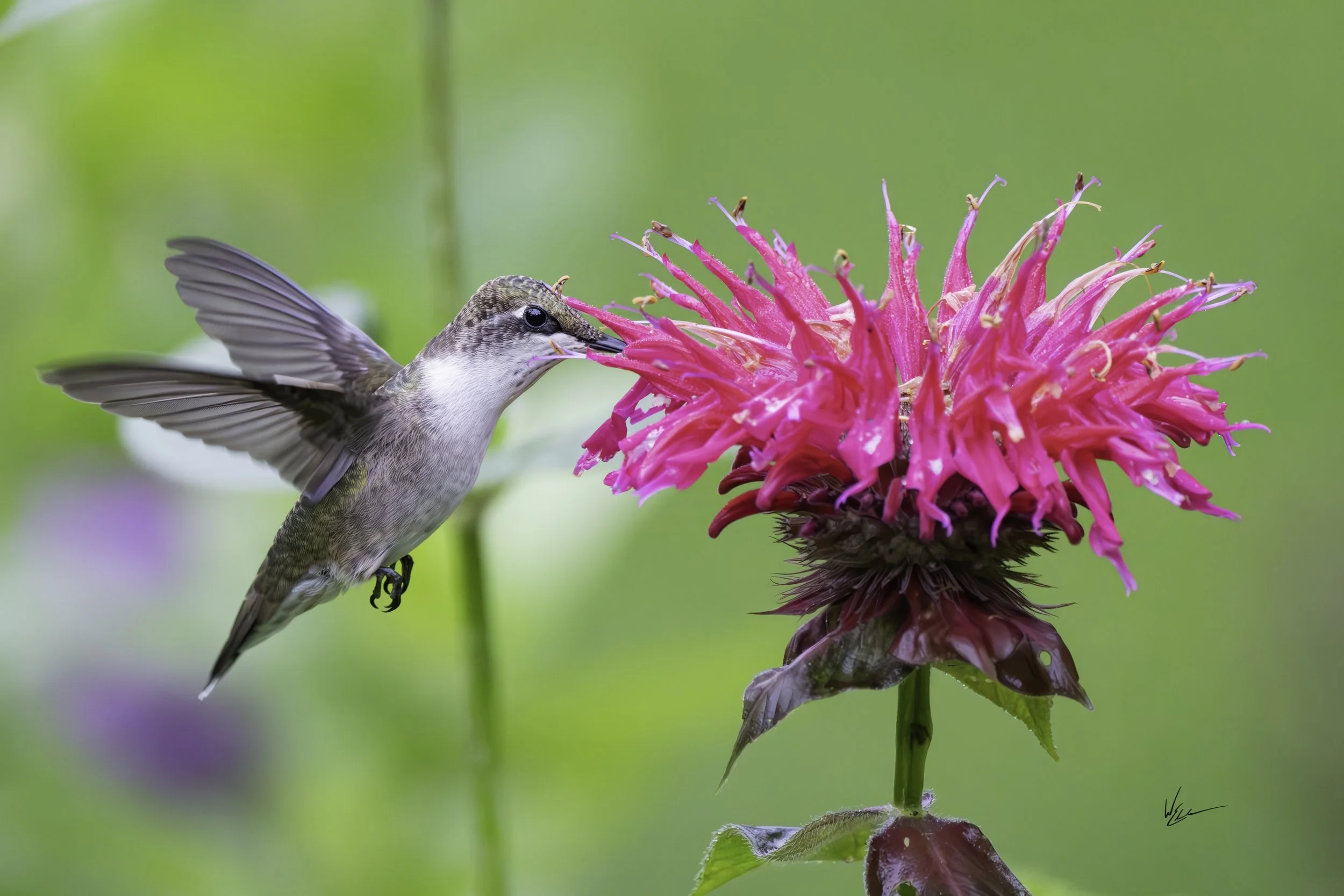 A hummingbird with gray and white feathers flying near a bright pink flower, with a green blurred background.