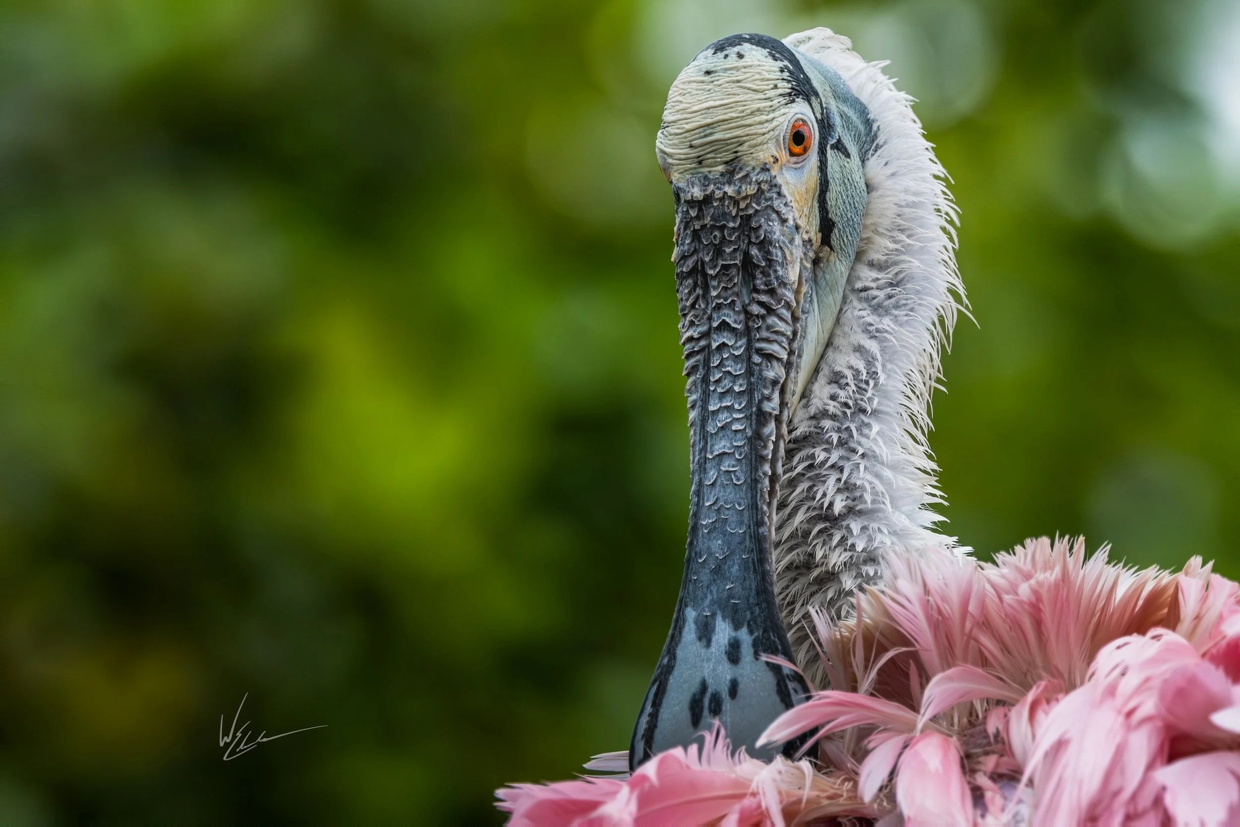 A close-up of a pelican with a long, textured beak, white and gray feathers, and orange eyes, sitting on pink flowers against a blurred green background.