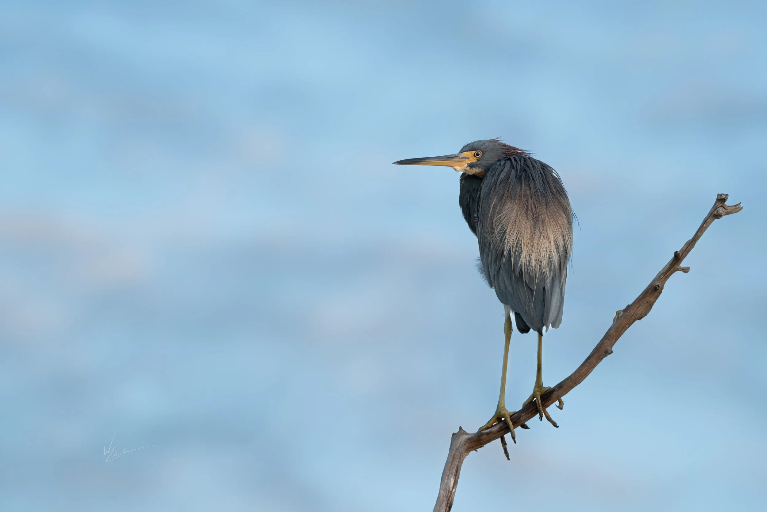 A heron perched on a bare branch against a blue sky with soft clouds.