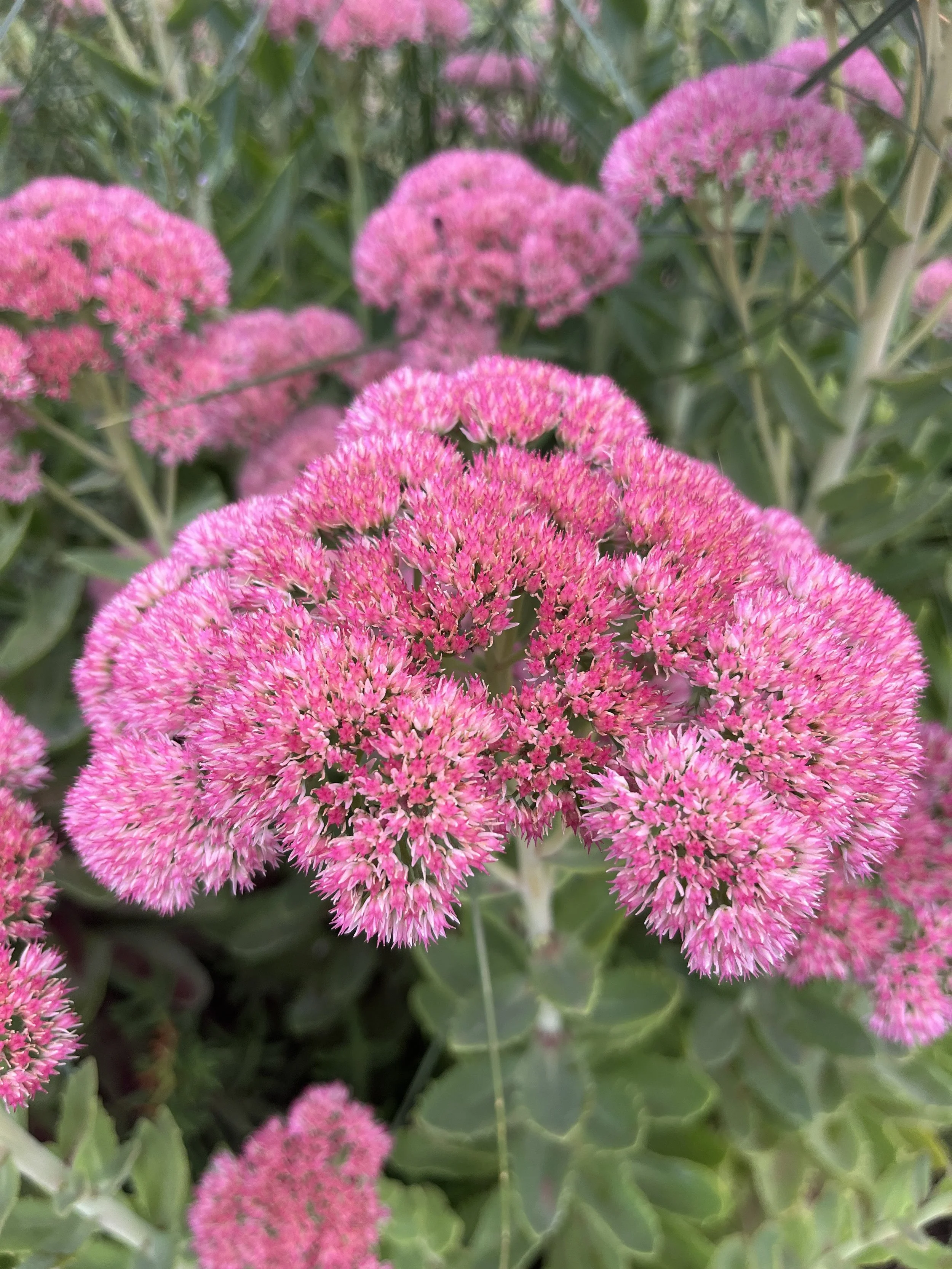 Sedum up close