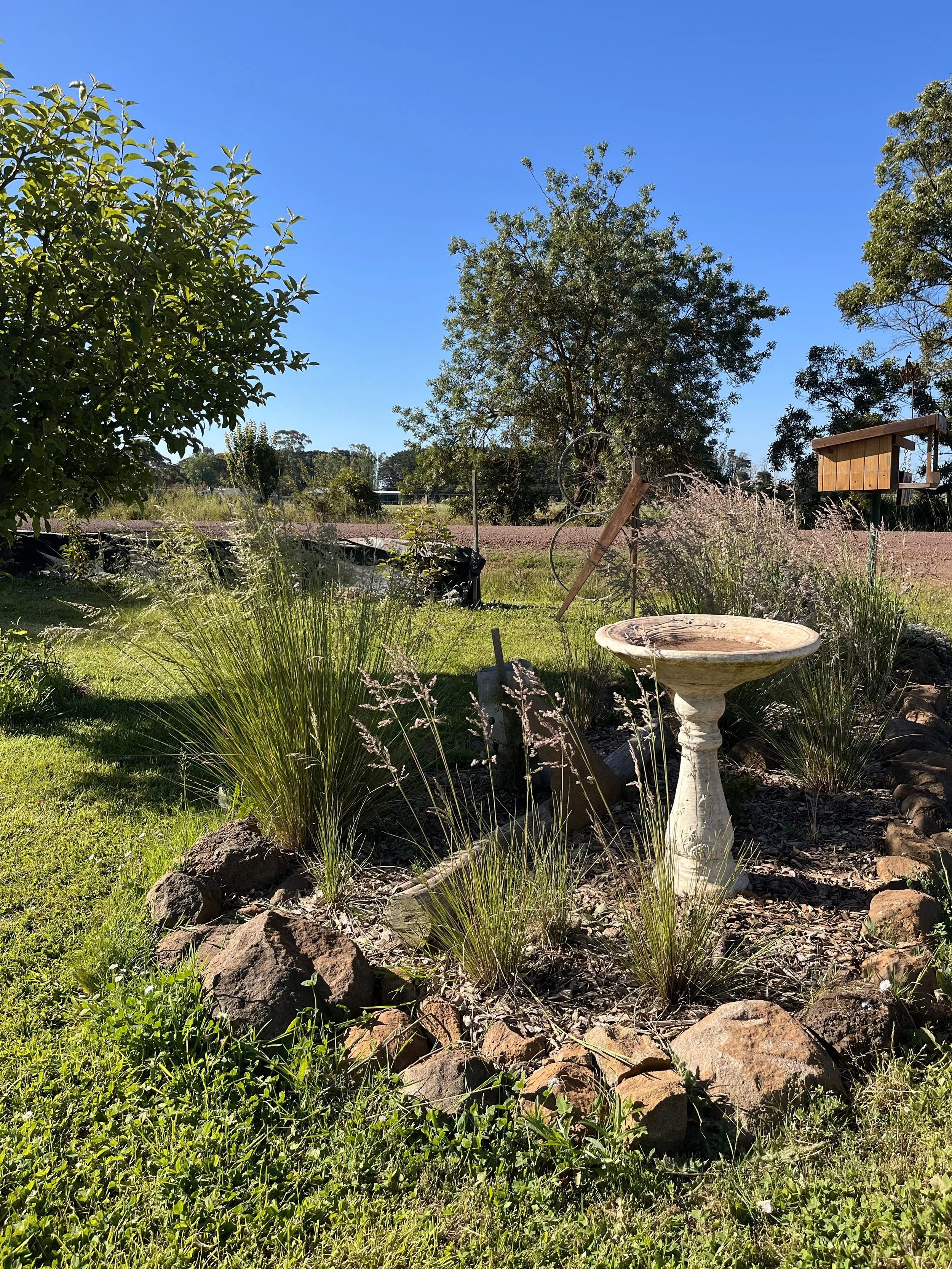 6 months on - native garden has blossomed