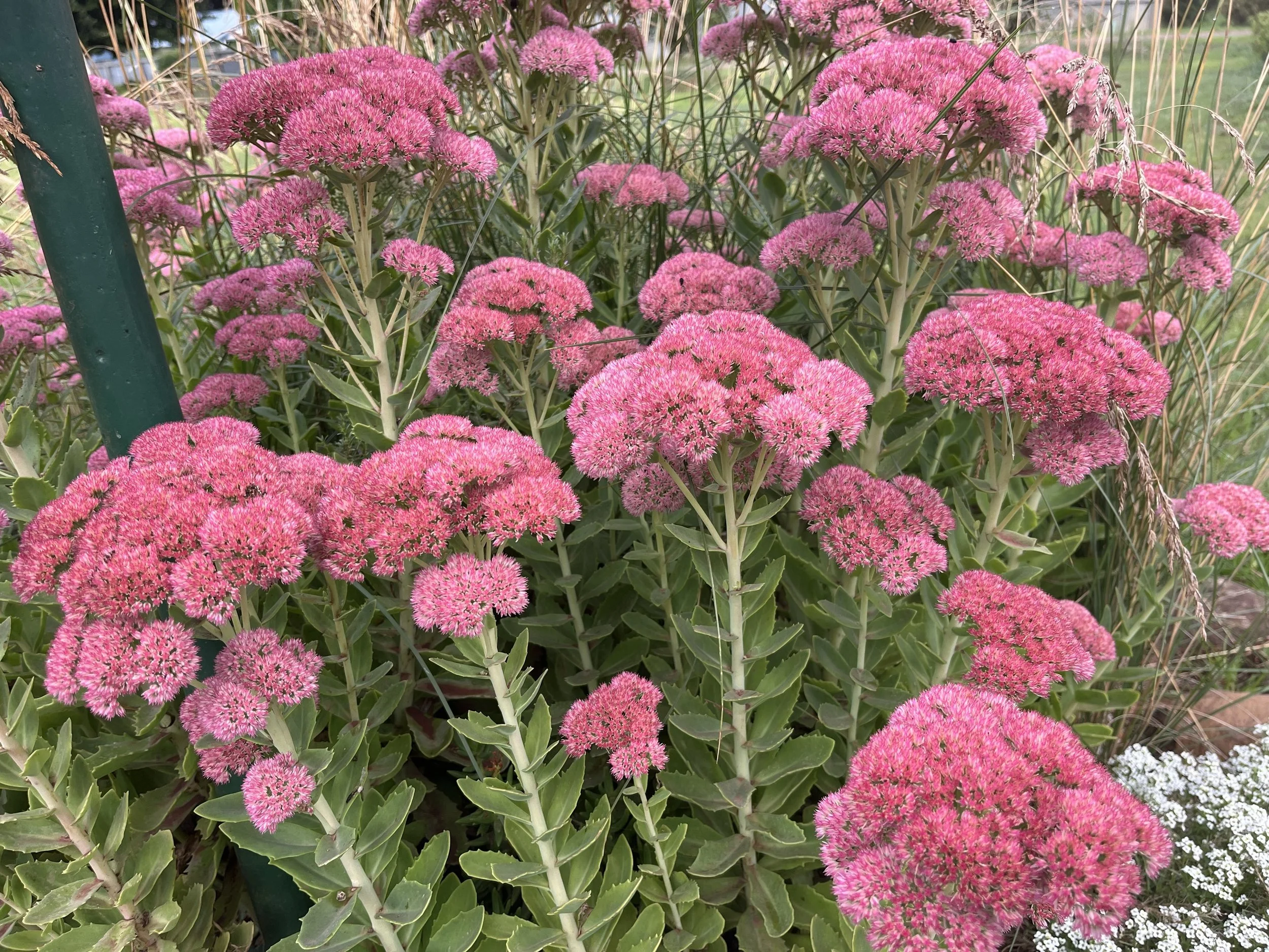 Sedum in full flower