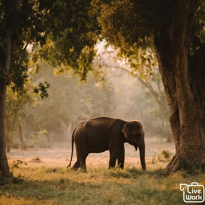 Surin&rsquo;s elephant traditions are best learned through respect, patience, and ethical choices. Look for community-led, welfare-first visits where elephants can roam, forage, and rest naturally. Keep your distance, lower your voice, and let the mo