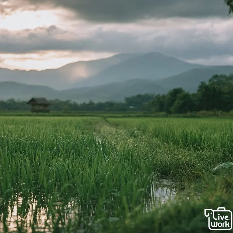Chiang Mai in the Green Season: Rainy-Season Travel, Misty Mountains, and Smarter Planning