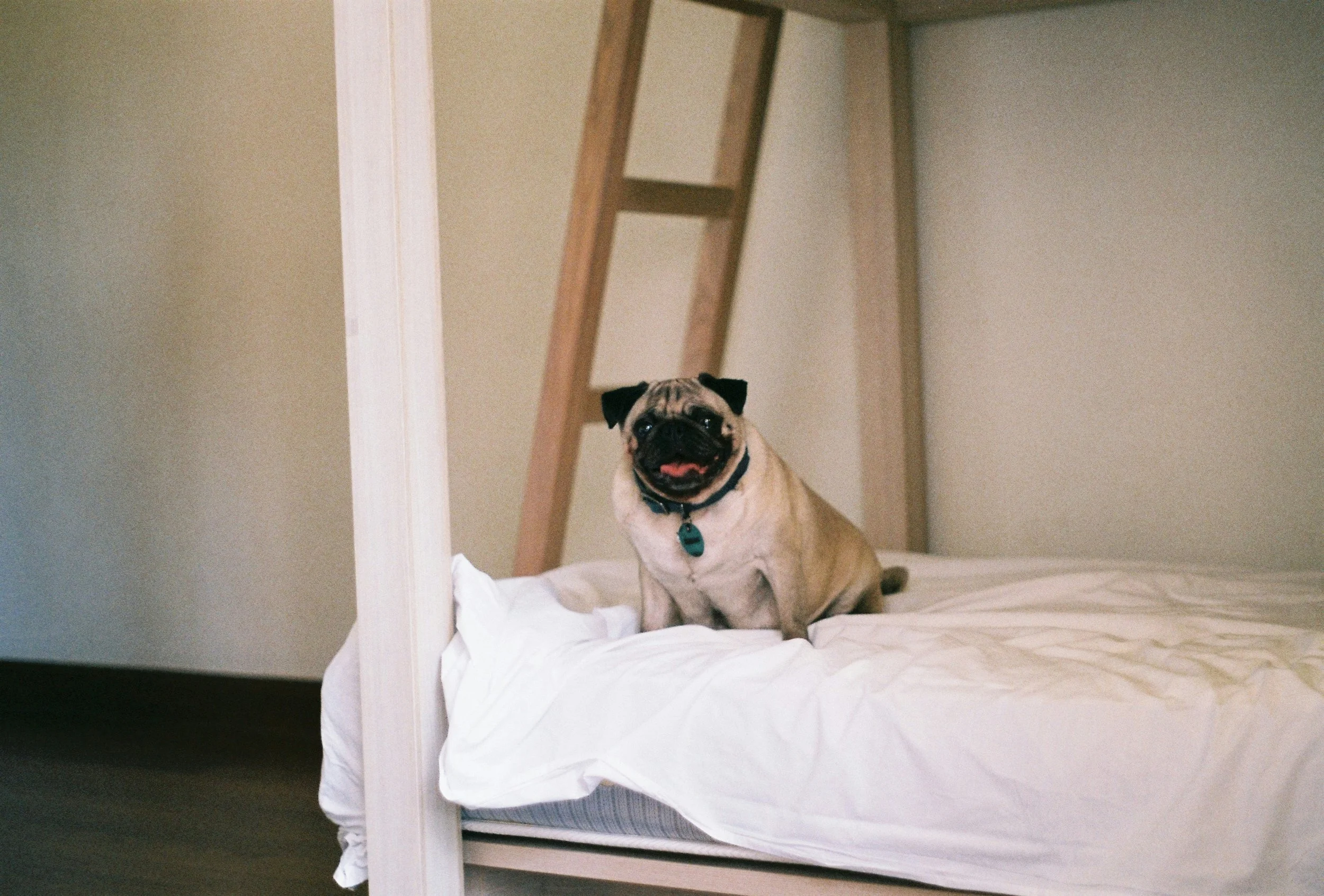 Pug sitting on a bed with a wooden frame and white sheets.