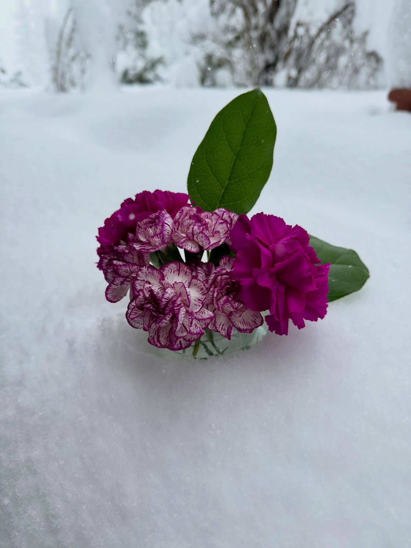 Bold, Spring colors in the middle of a snowstorm. Although we are entirely grateful for the moisture these storms are bringing us, we are unfortunately not opening the shop today due to roads, and frankly, trying to stay on top of clearing our own dr
