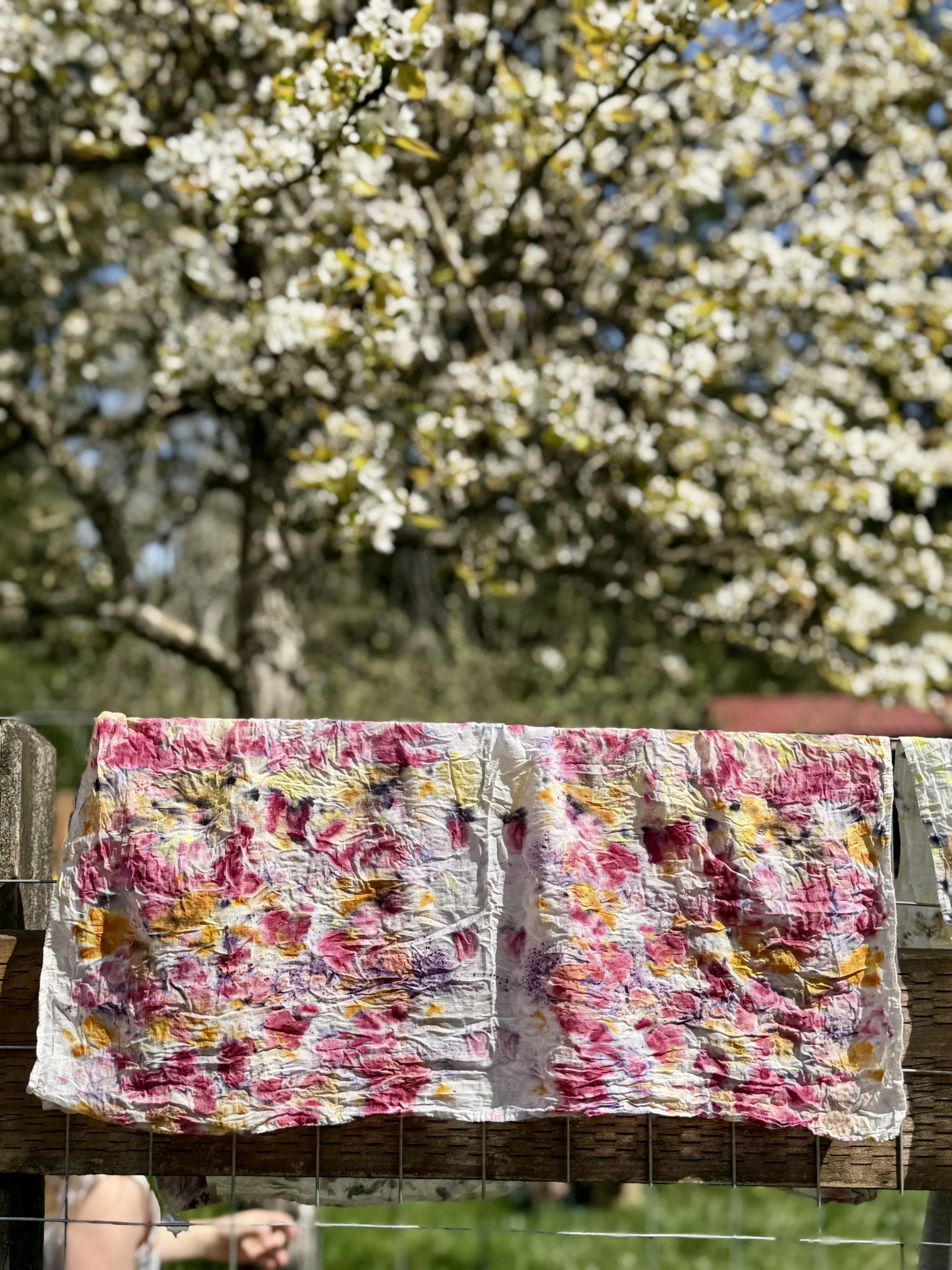 Adult/Child Bundle Dyeing at Wardwell Farm