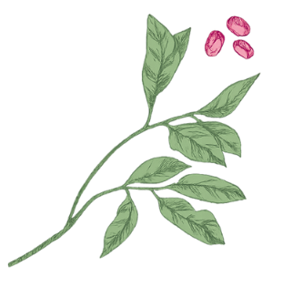 Illustration of a plant with green leaves and pink buds