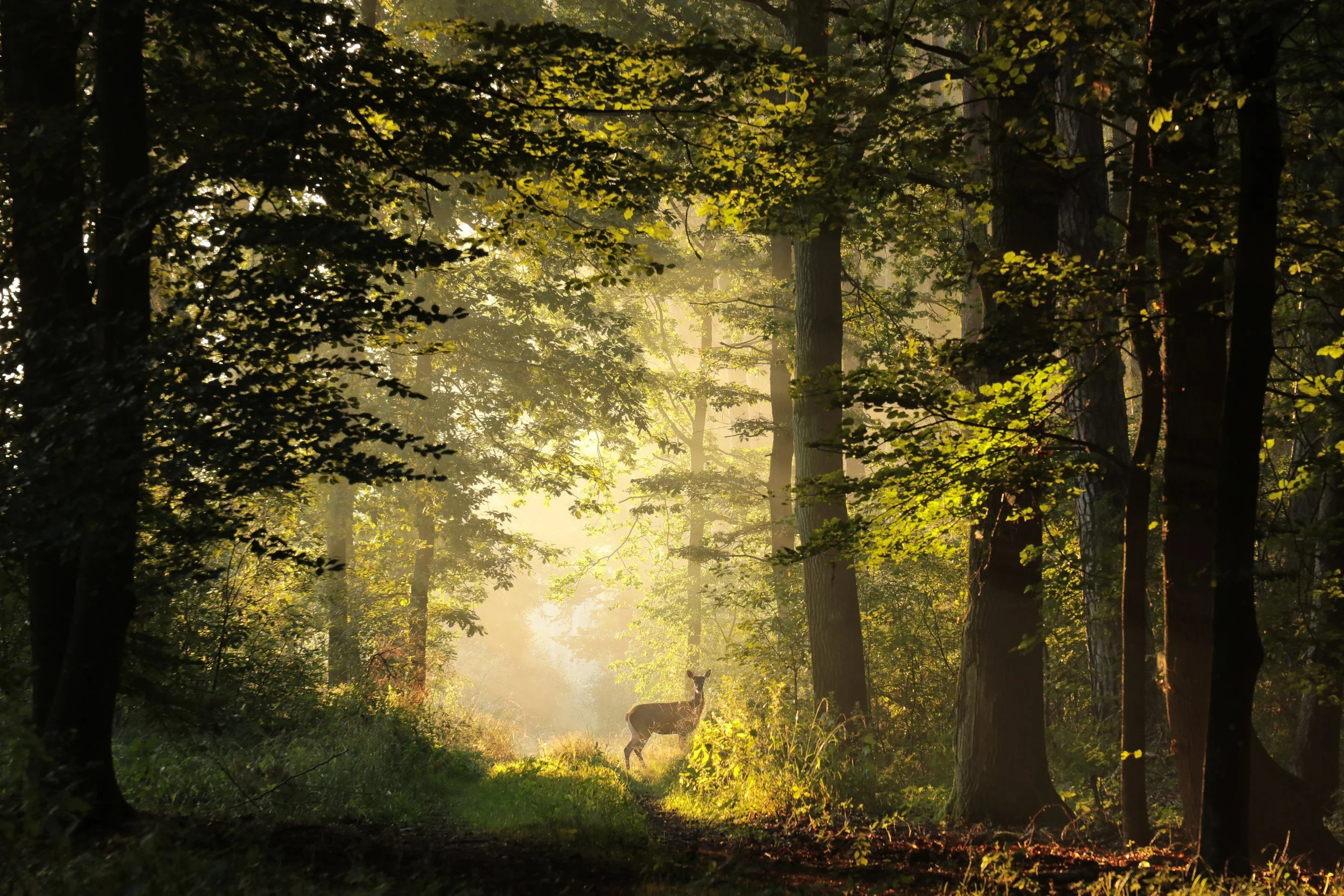 A deer standing in a sunlit forest during daytime, with tall trees and green foliage surrounding it.