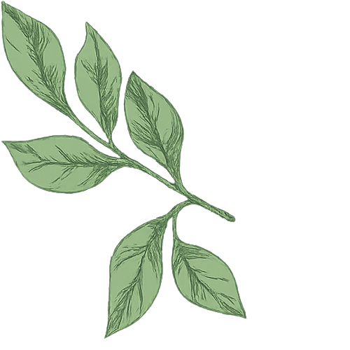 Green leafy plant with multiple leaves arranged along a branch.
