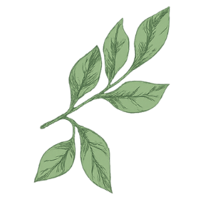 Illustration of a green leafy branch with seven leaves.
