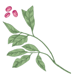 Illustration of a plant with green leaves and pink oval berries.