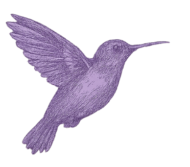 Purple hummingbird in flight