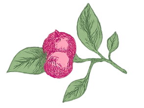 Illustration of a branch with pink berries and green leaves.