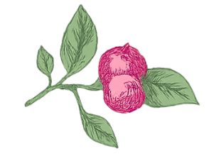 Pink cotton plant with green leaves.