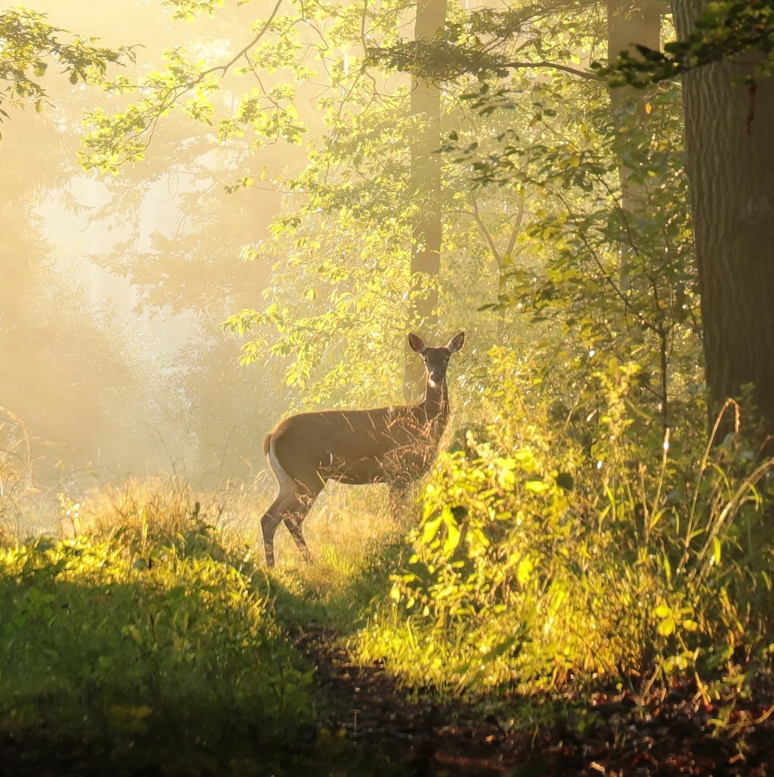 A deer in a sunlit forest during early morning or late afternoon, surrounded by green foliage and trees.