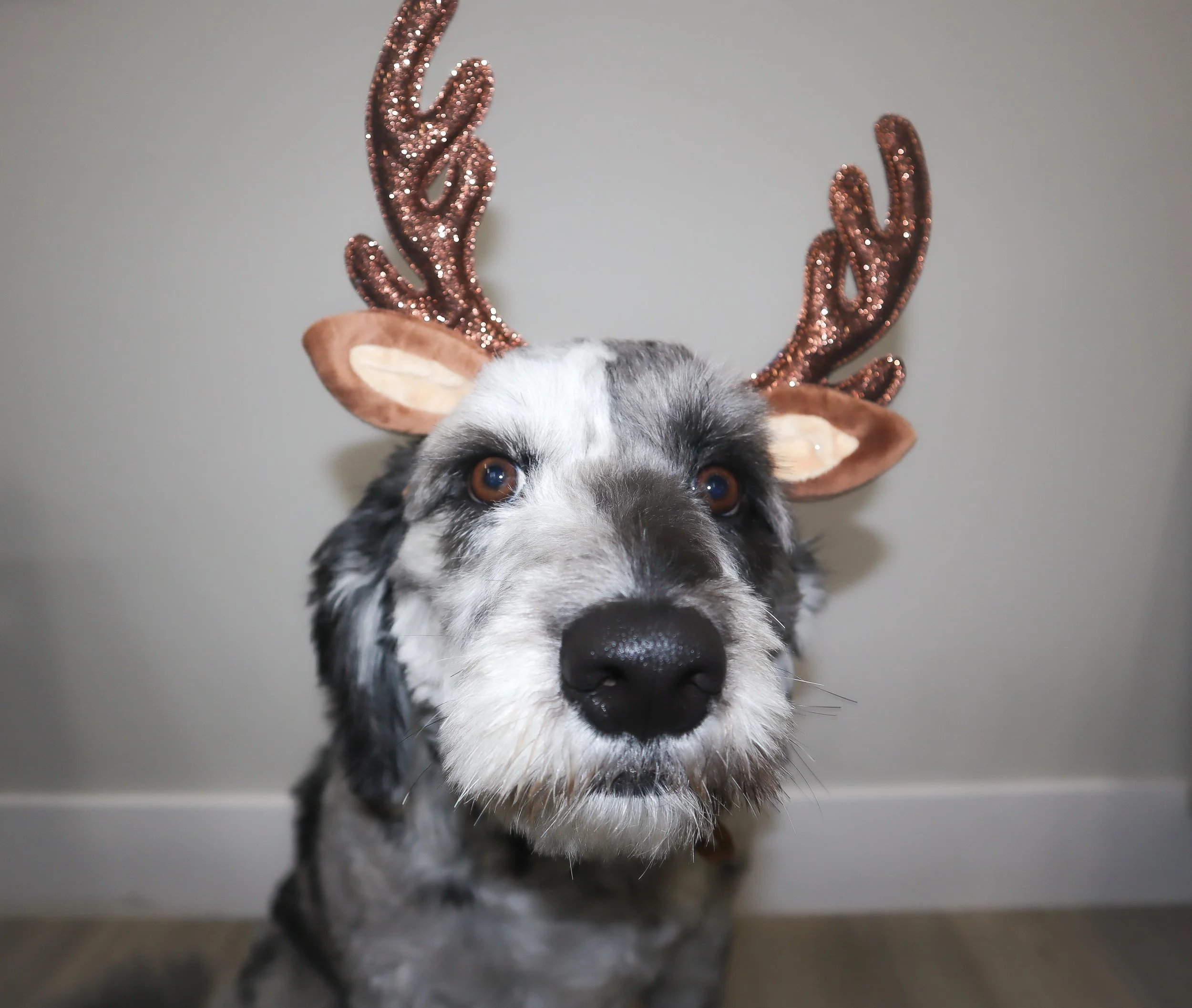 Dog wearing reindeer antlers and ears, looking at the camera.