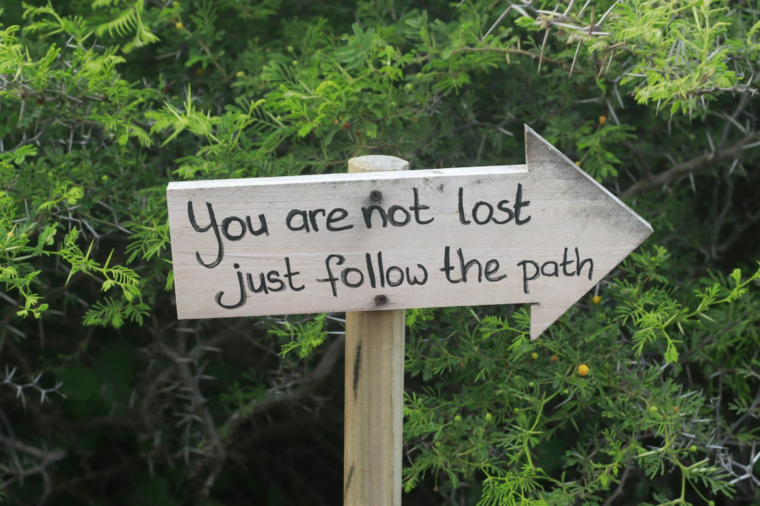 your not lost just follow the path with our expert wedding dress guidance.