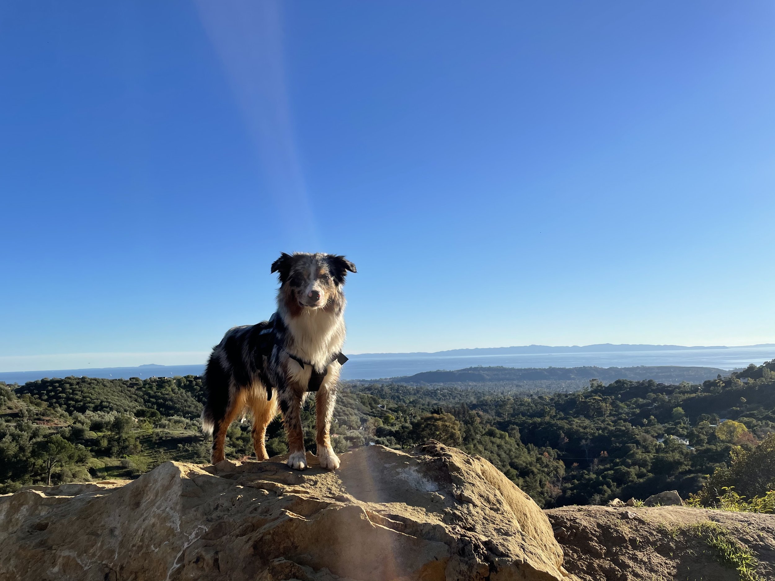 Annual Pack Walk Membership
