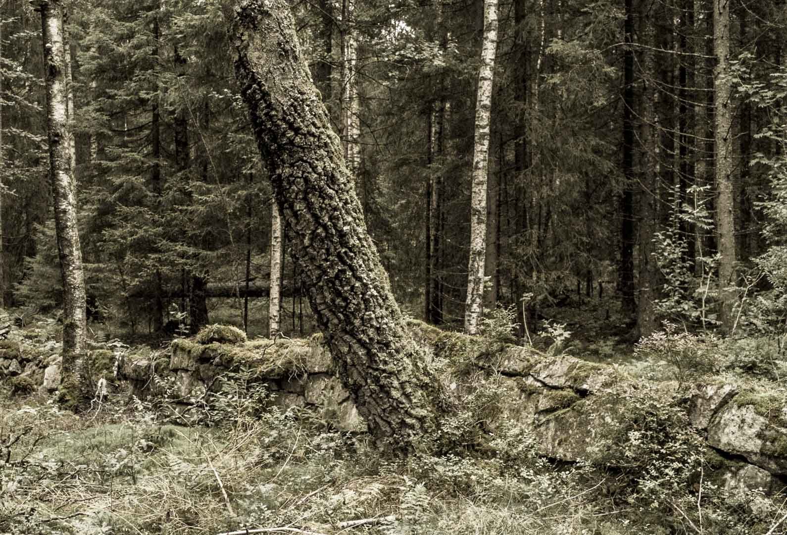 SDIM0673.jpg