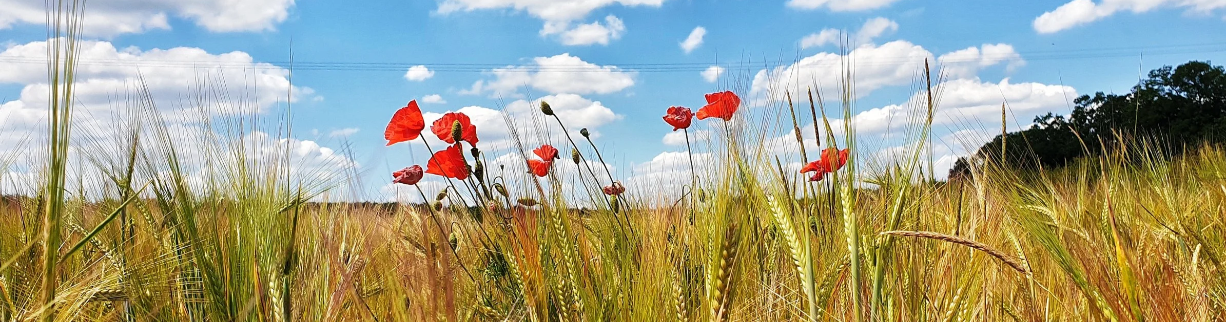 Wildflowers and wheat growing in a field with a blue sky and white clouds.