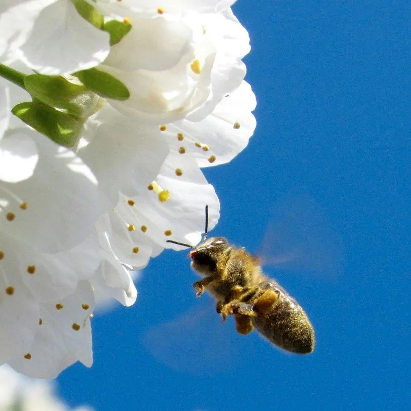 Want Honeybees in Your Orchard?