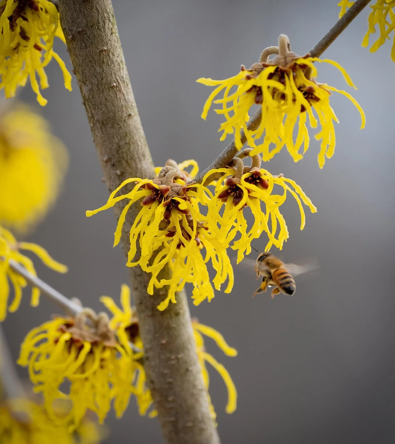 Optimising HIIVE Placement in February