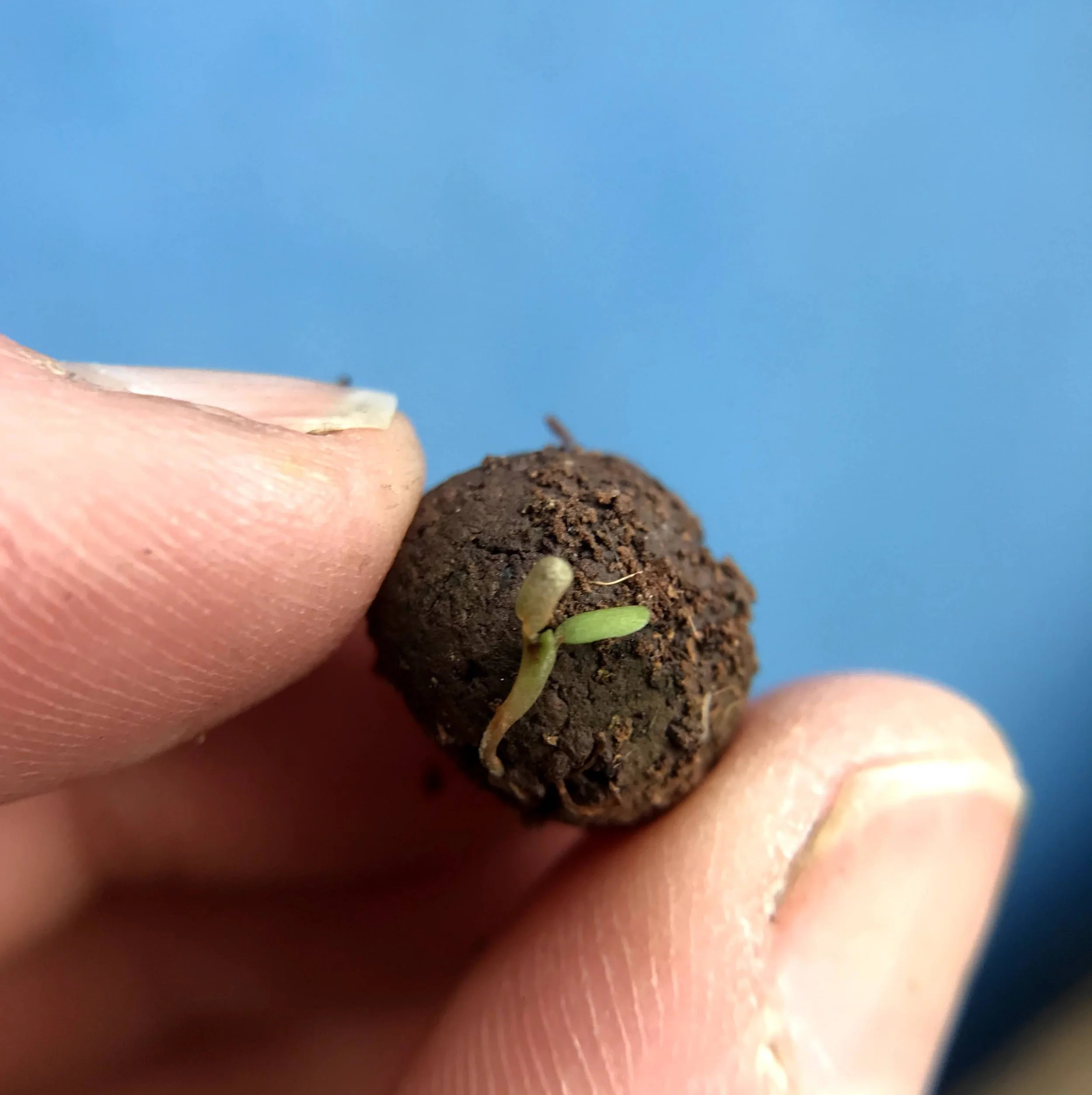 seedball-sprouting-ball-02.jpeg