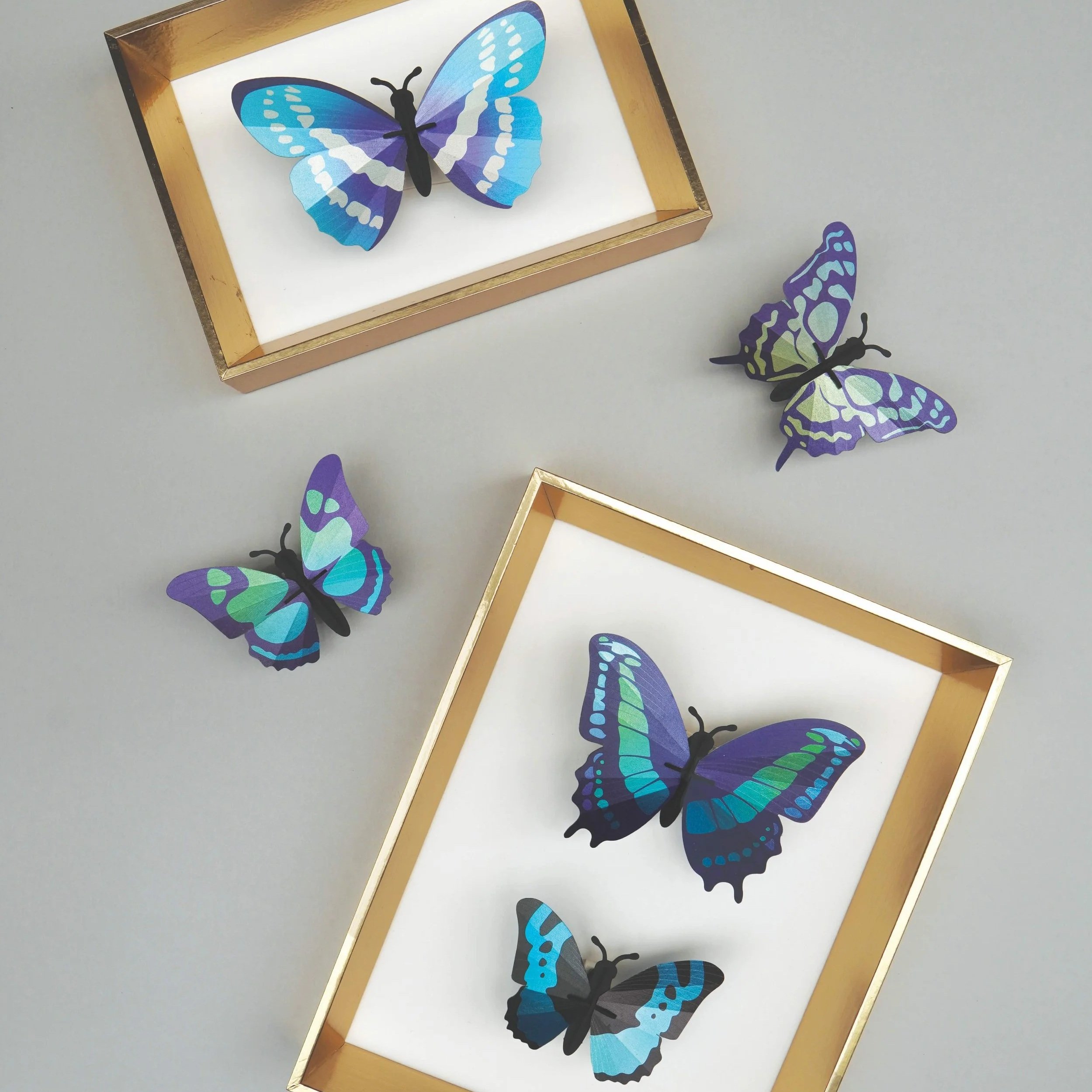 Assembli+Butterfly+Set+blue+in+frame.jpg