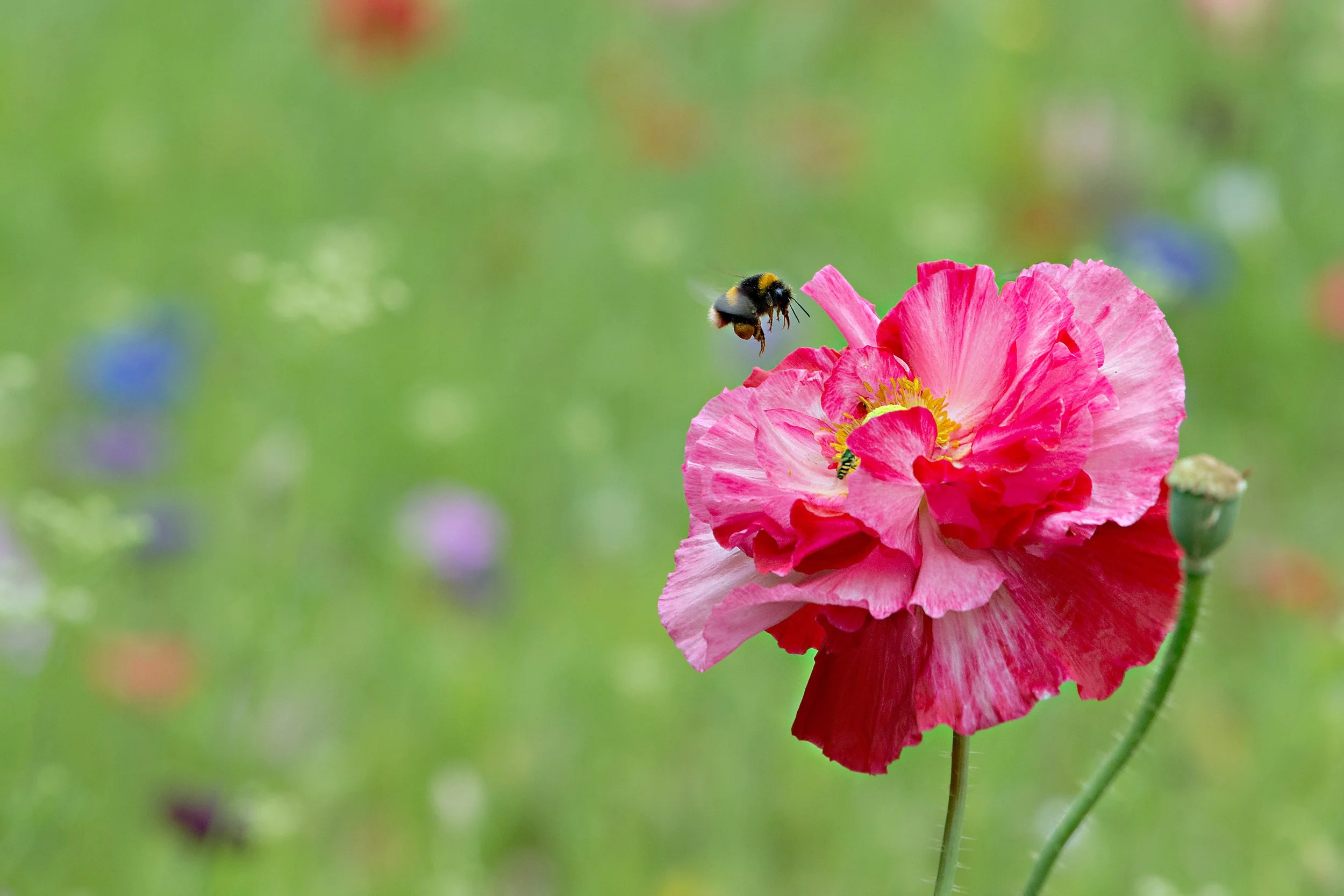 Bee in Poppy.jpg