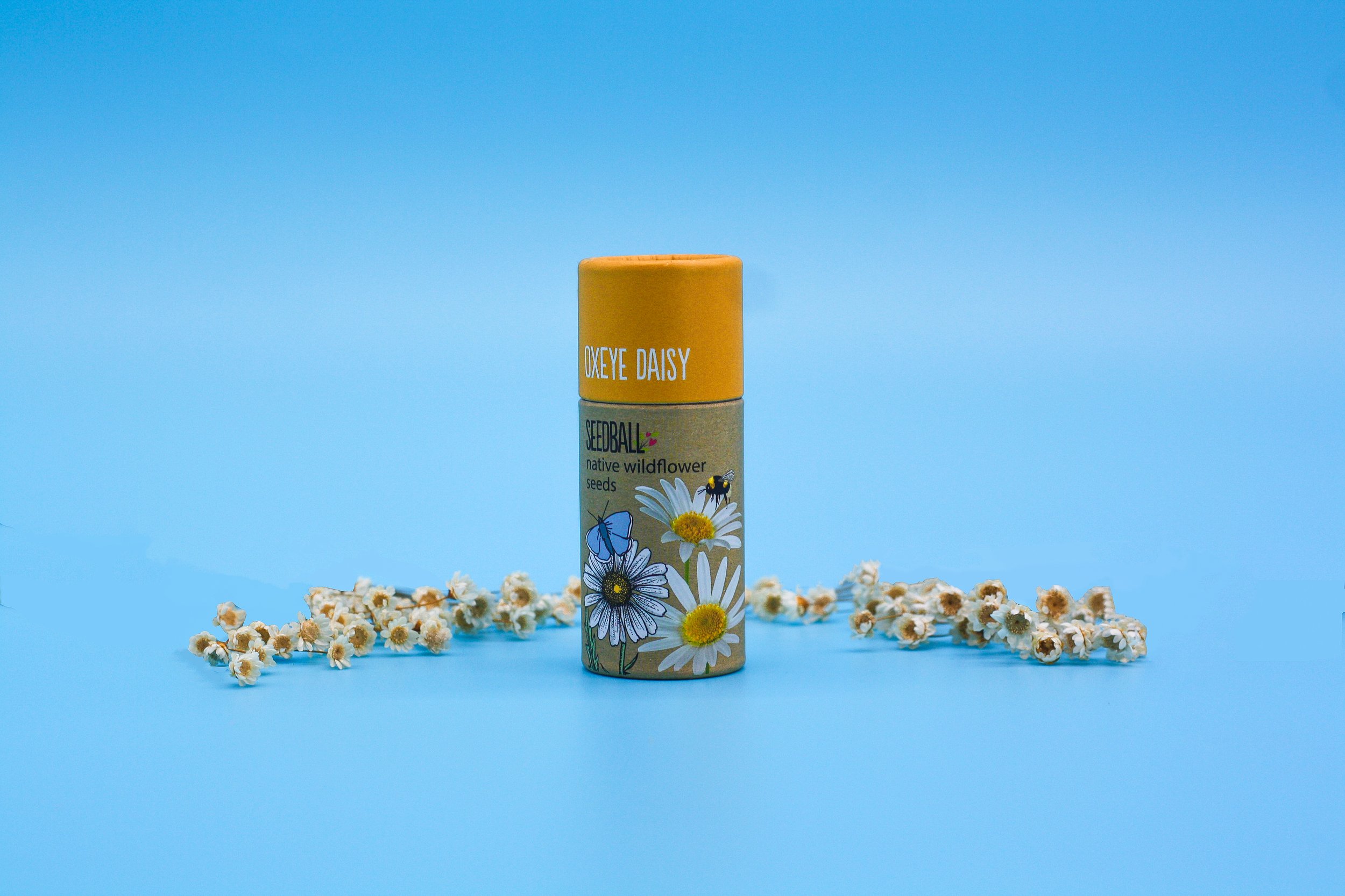 Oxeye Daisy Tube.jpg