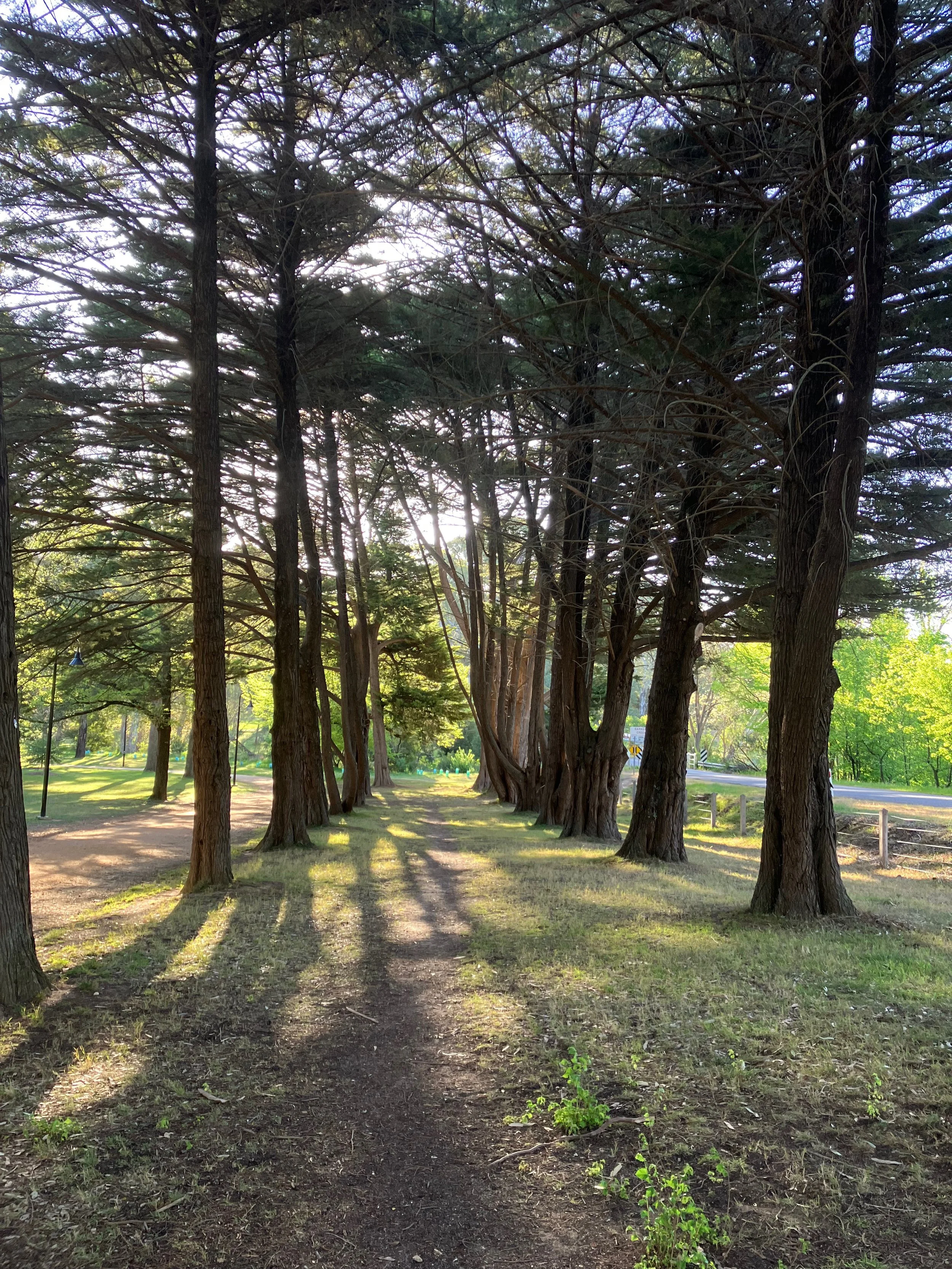 A dirt path runs through a park lined with tall trees, with sunlight filtering through the branches and casting shadows on the ground.