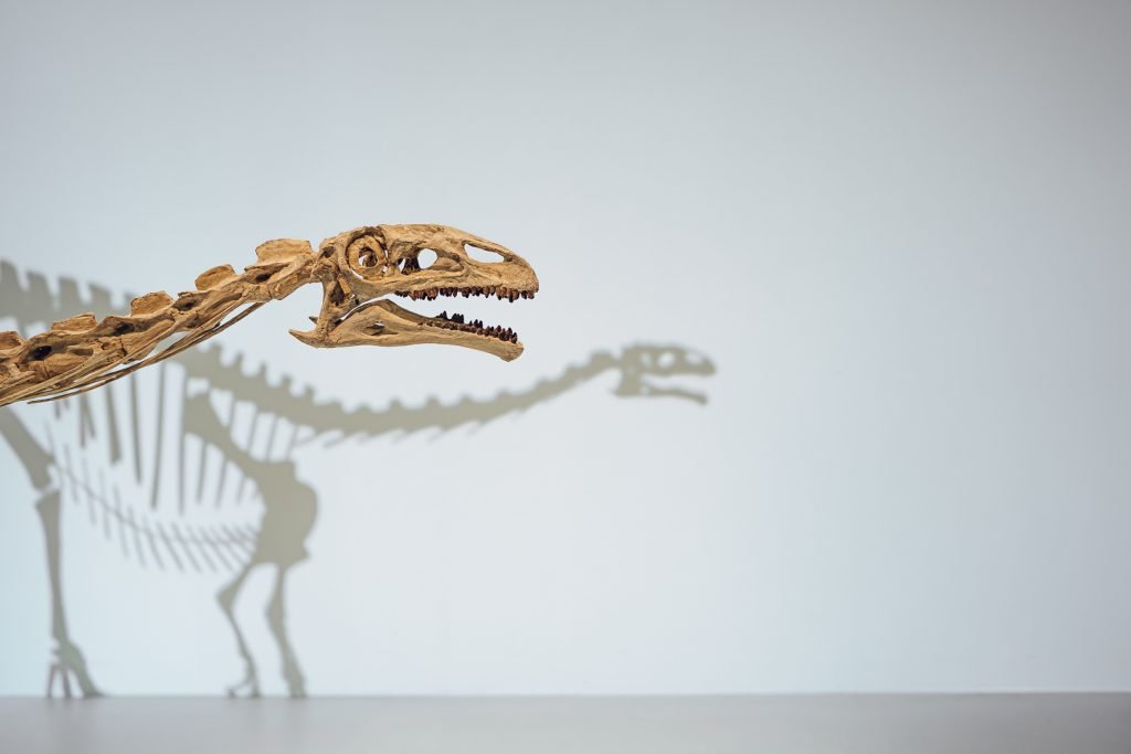 Platéosaure. Crédits : MNHN