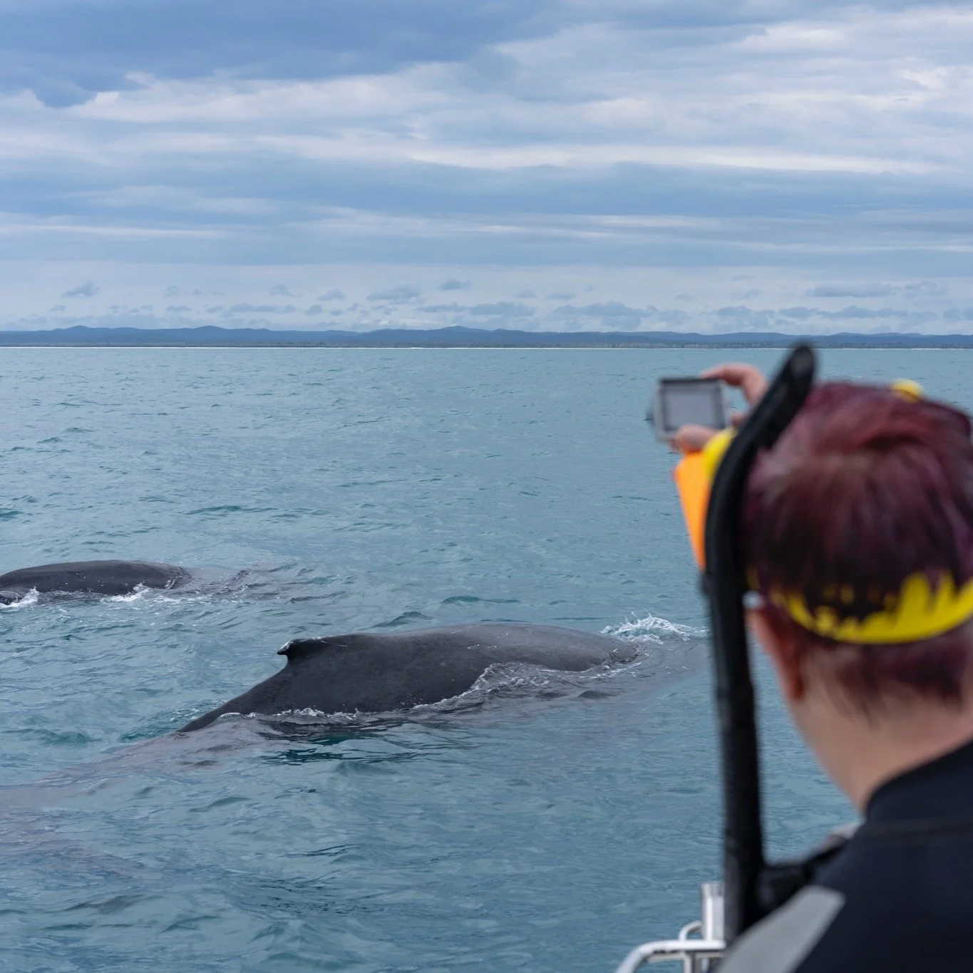 @herveybaydivecentre whale swim photos are now up on the website. https://co2junkies.com.au/hbdcwhales