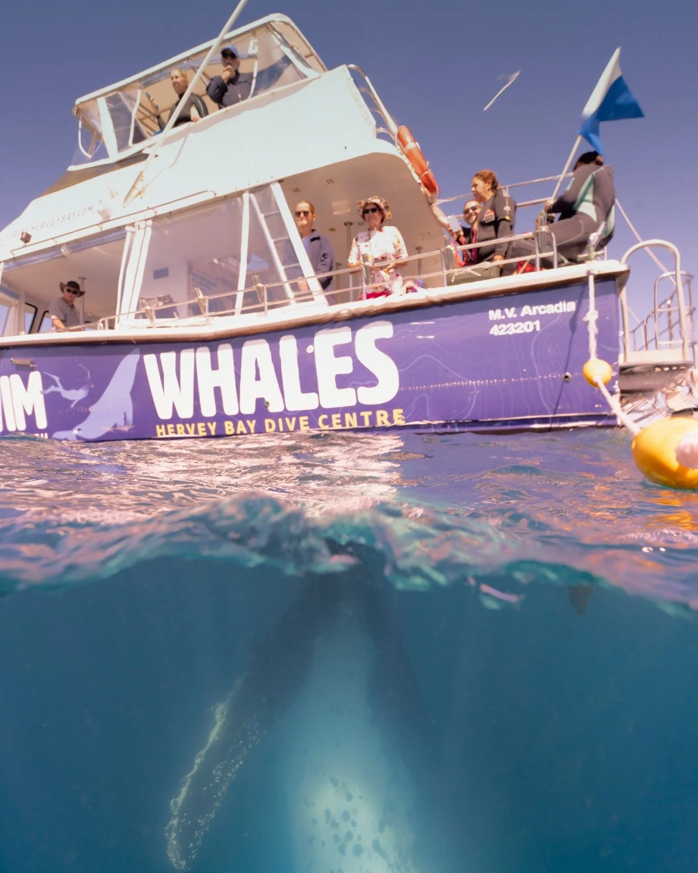 @herveybaydivecentre Hervey Bay Dive Centre  Whale Swim photos from 27 August are now on the CO2 Junkies website, this was a big collaboration effort with @reefnbeefphotography and the boat staff Bella and Lui.

 https://co2junkies.pixieset.com/hbdcw