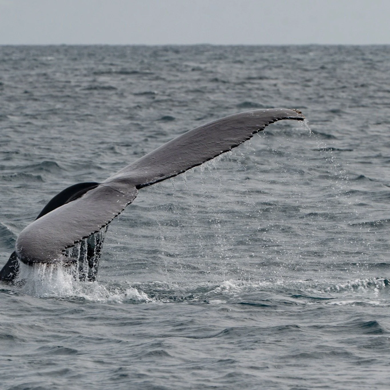 @herveybaydivecentre Whale Swim Photos from 02 September are now live on the website. https://co2junkies.pixieset.com/hbdcwhaleswim-02september2025/