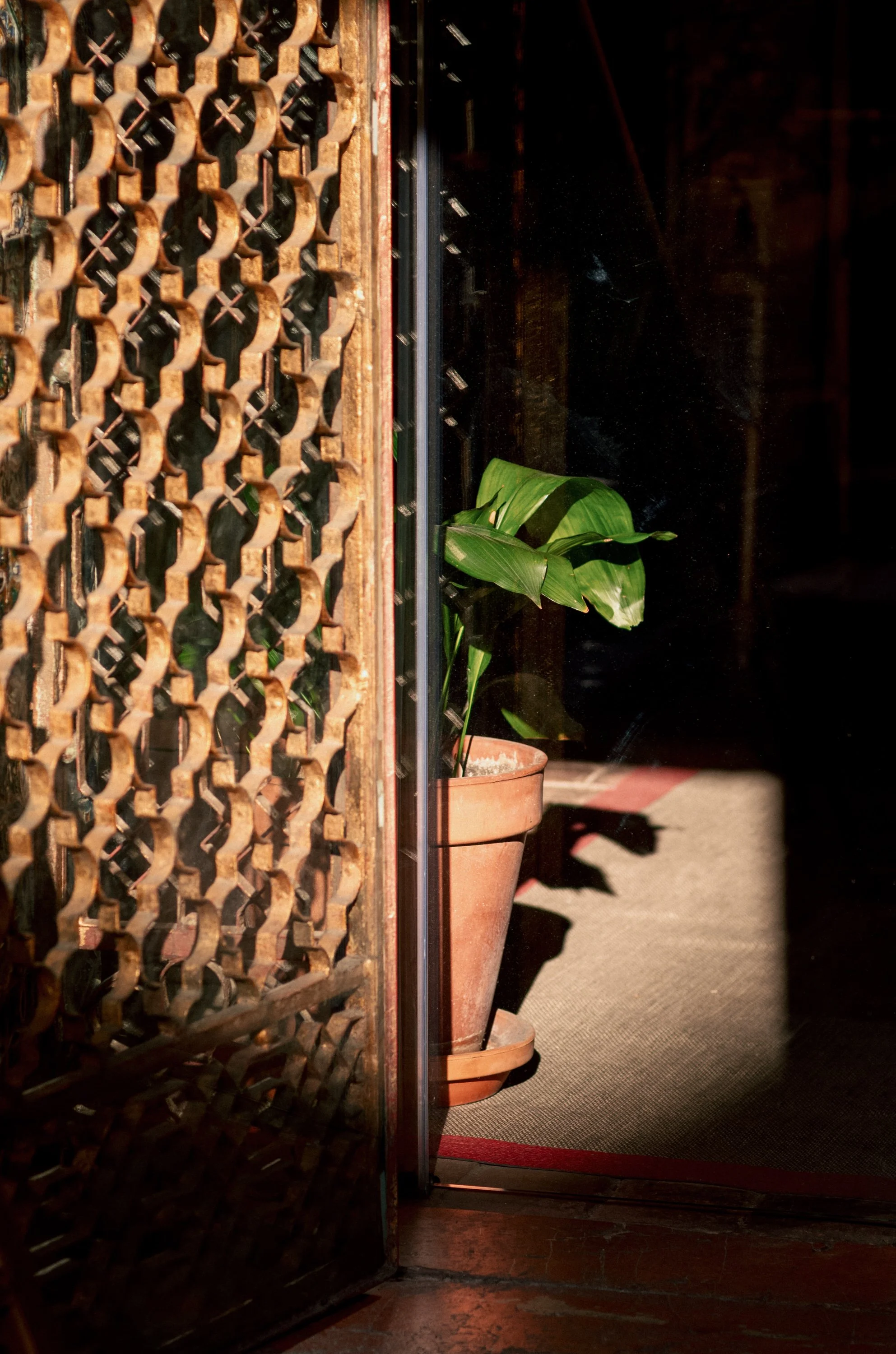 A potted plant with large green leaves sitting on a doormat inside a building near a glass door, with an ornate metal gate partially open, and sunlight casting shadows.
