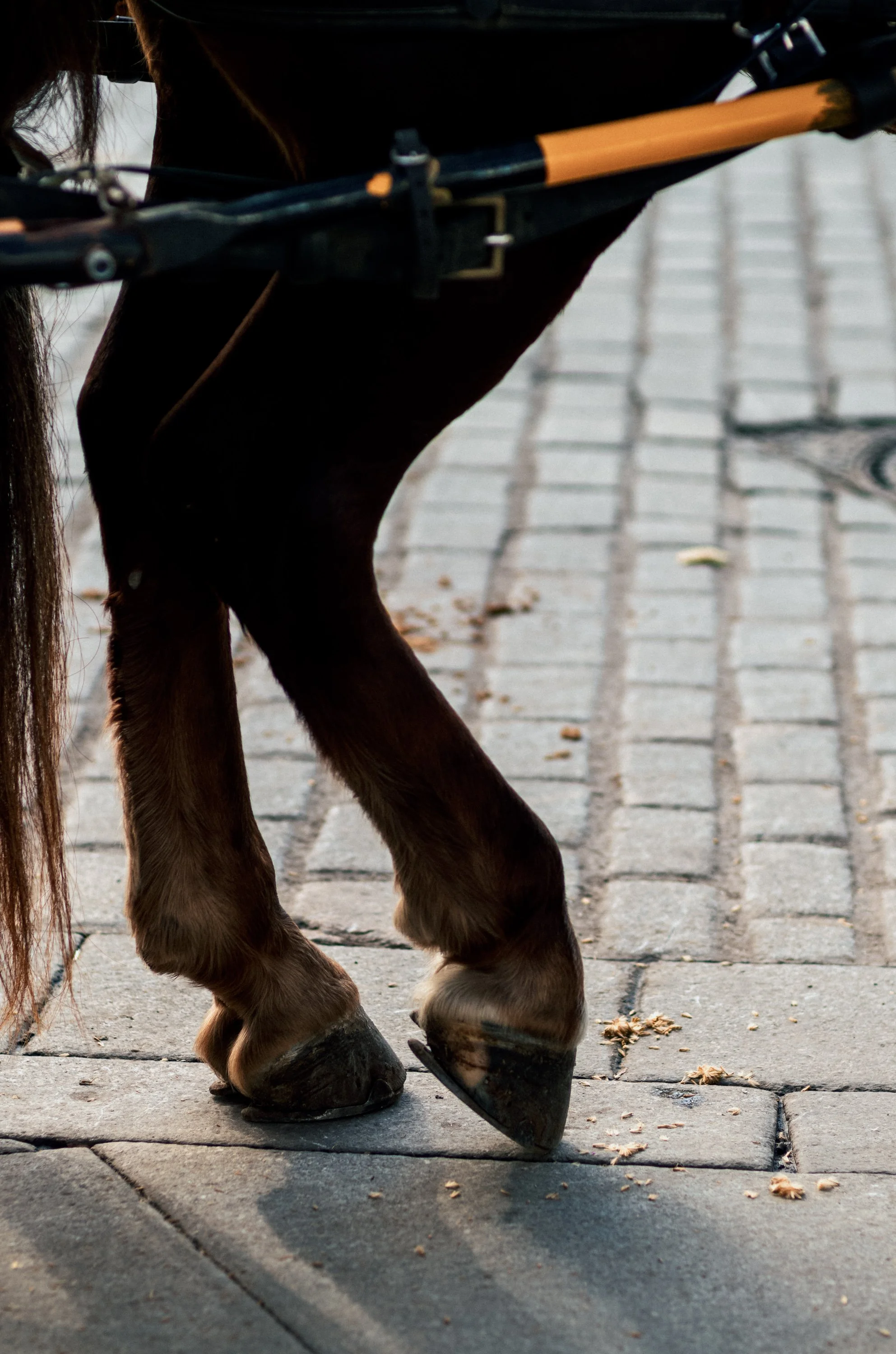 Close-up of a horse's hooves standing on a paved sidewalk.