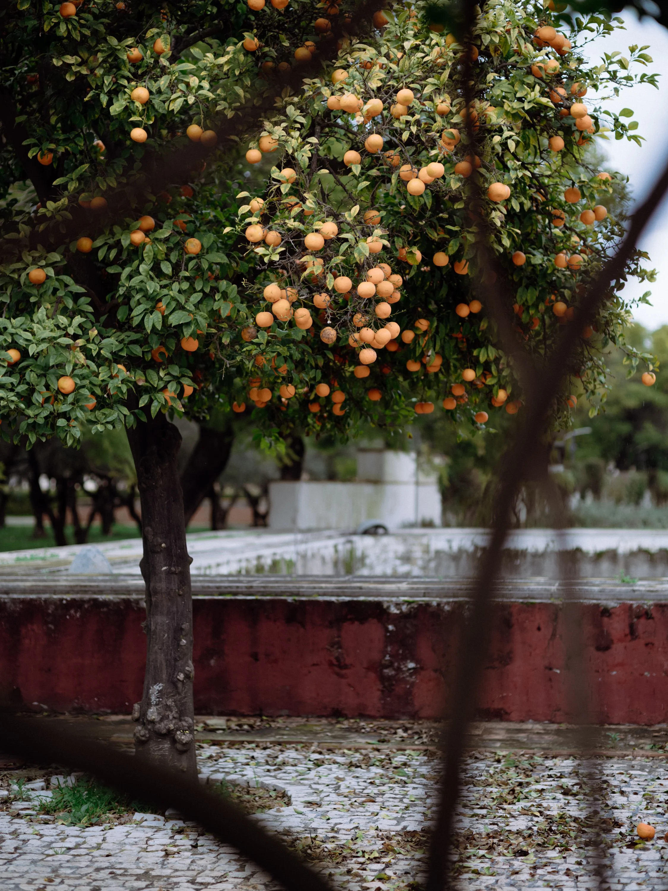 Orange fruit tree with ripe oranges and green leaves, fenced yard scene.