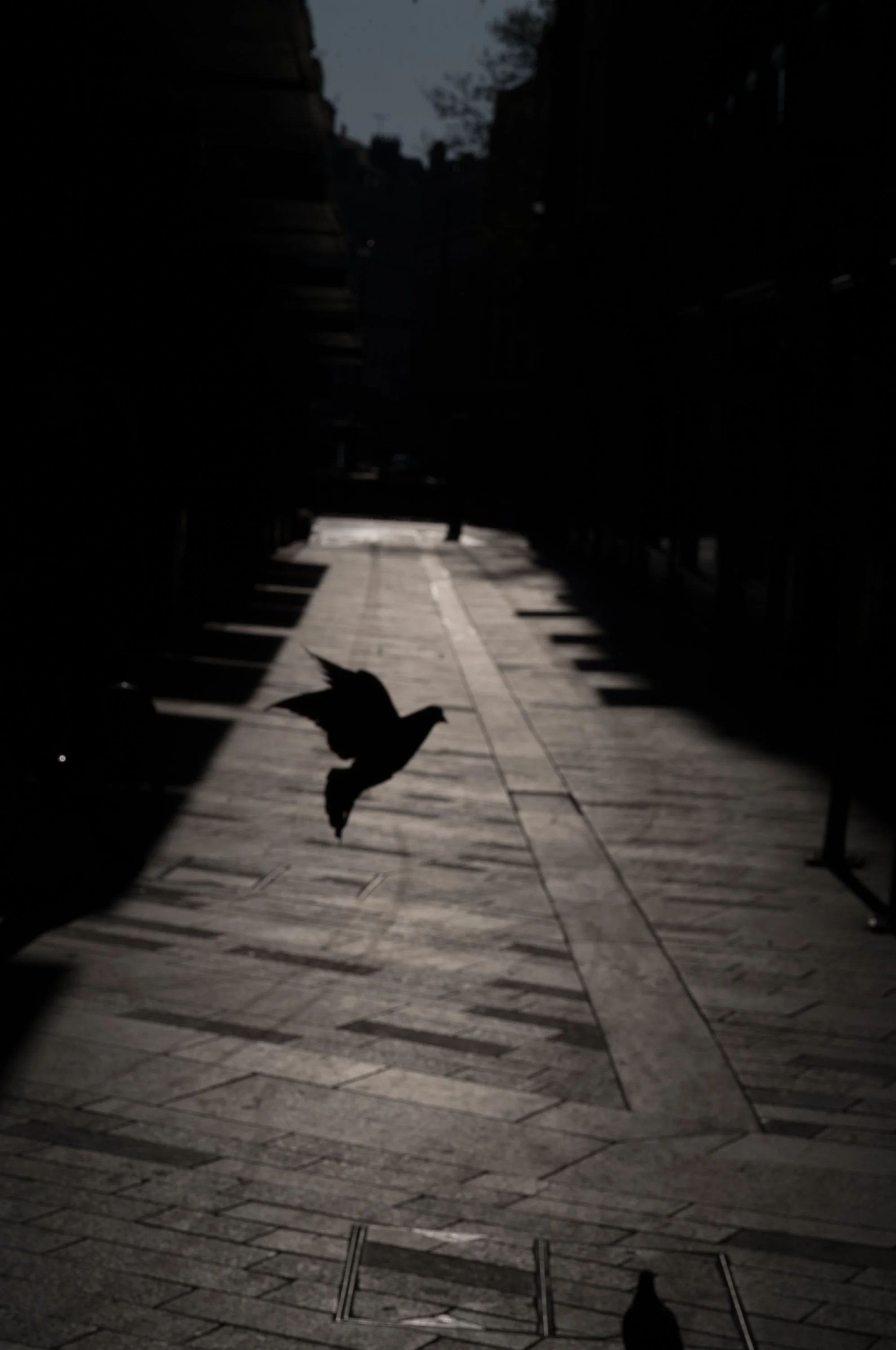Silhouette of a bird flying in an alleyway with sunlight on the ground, flanked by dark buildings.