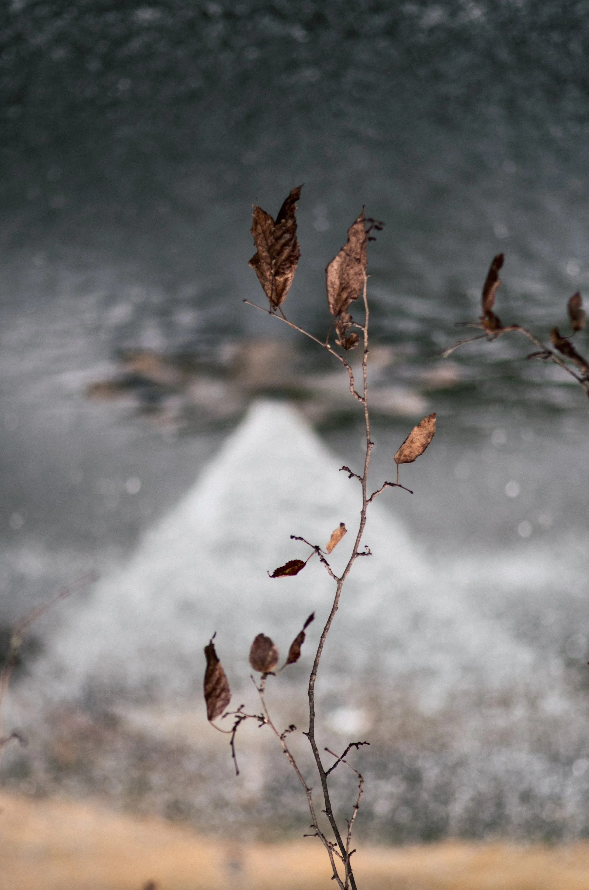 Close-up of a dry, leafless branch with brown, withered leaves in front of a blurred snowy or icy background with a faint white triangular shape.