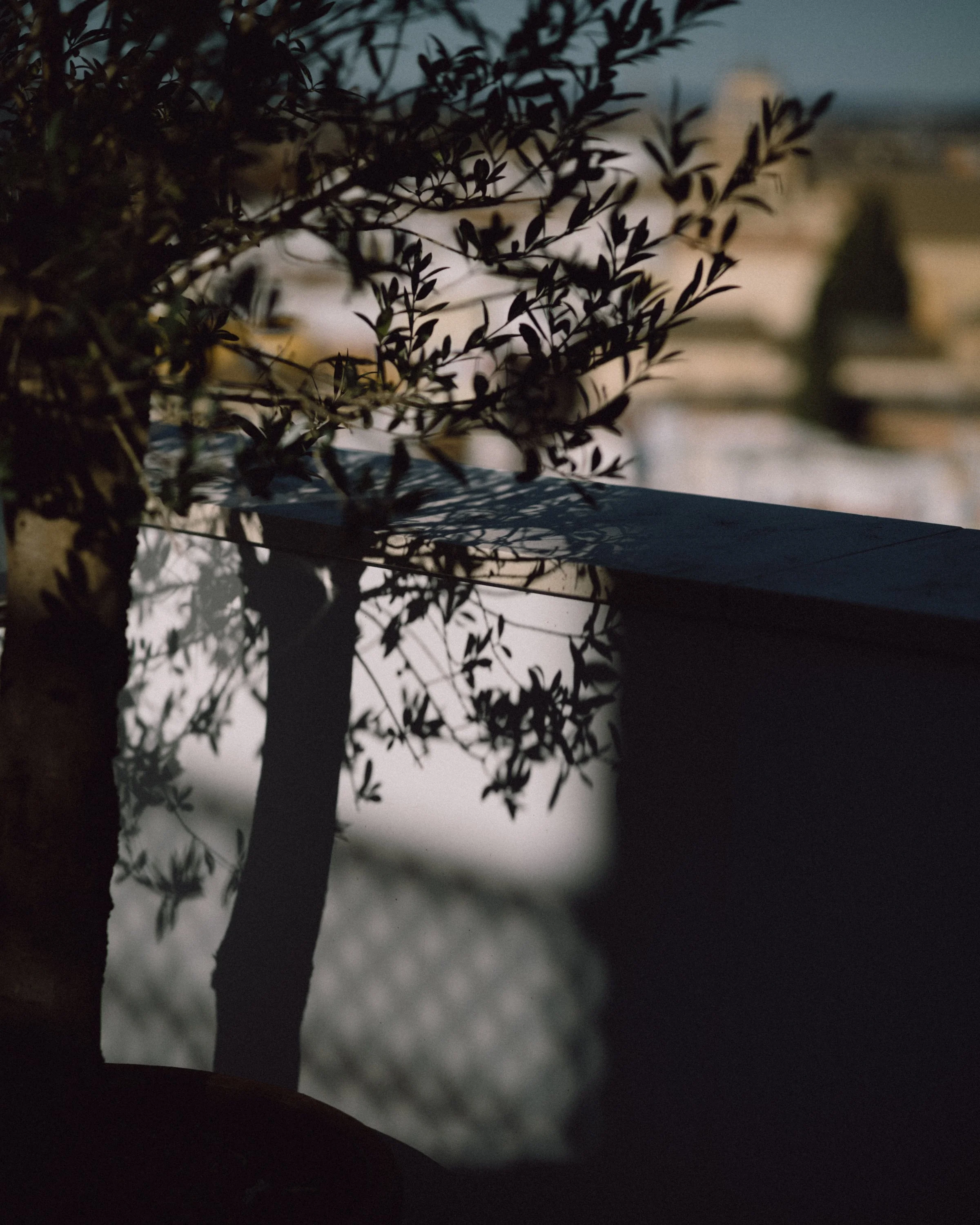 Shadow of leaves and tree trunk cast on a surface in sunlight, with blurred background.