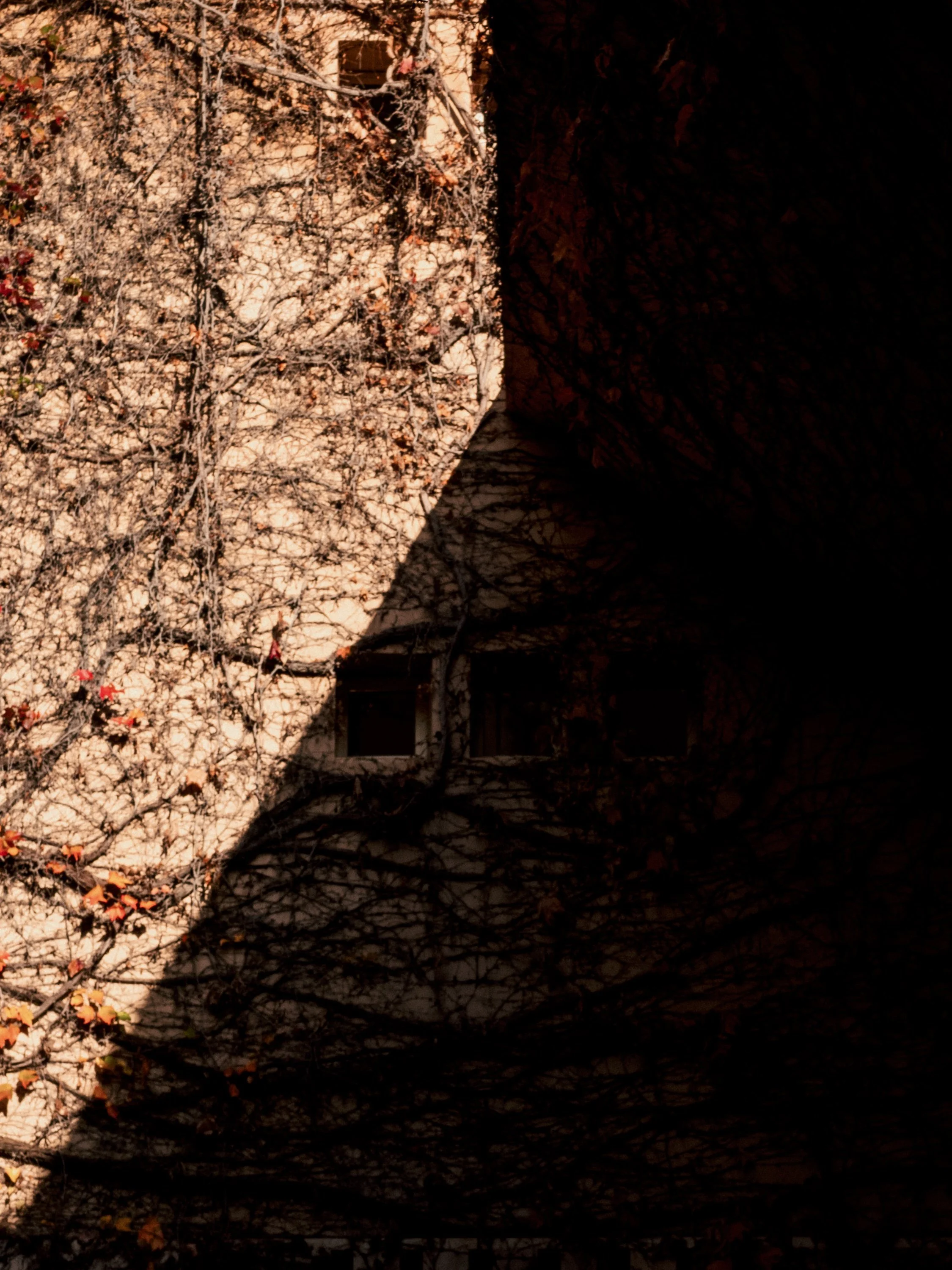 A building wall covered in leafless vines with some red leaves, partially shadowed.