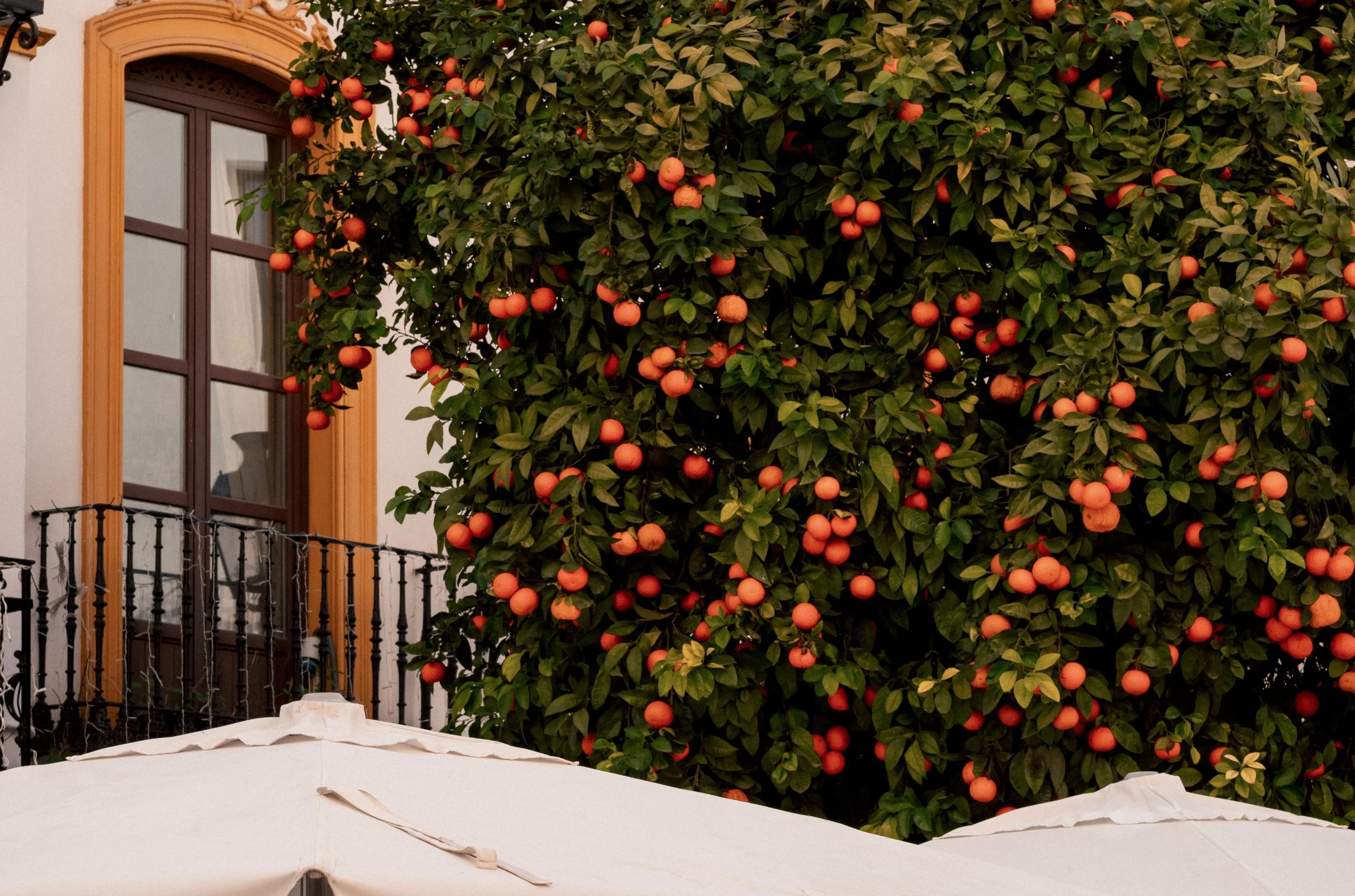 Orange fruit-bearing tree next to a building with a window and balcony, partially covered by a white umbrella.