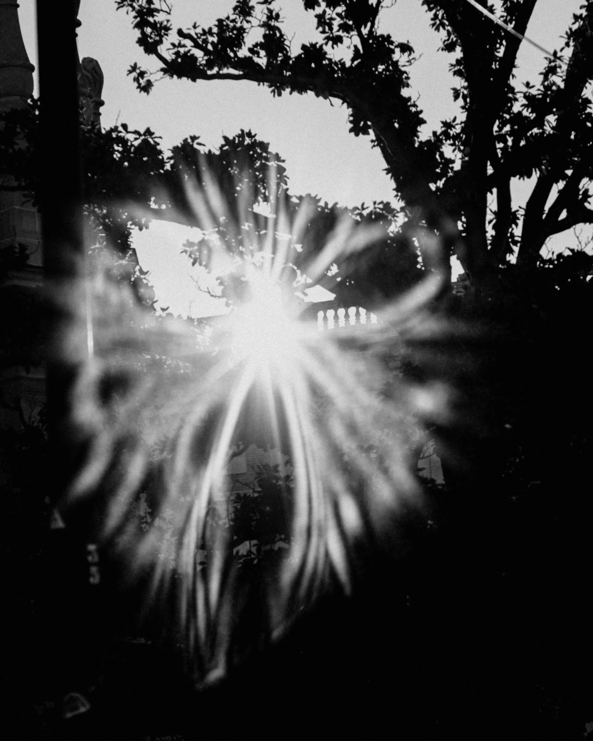 Silhouette of trees and a fence with sunlight shining directly through, creating a starburst effect in black and white.