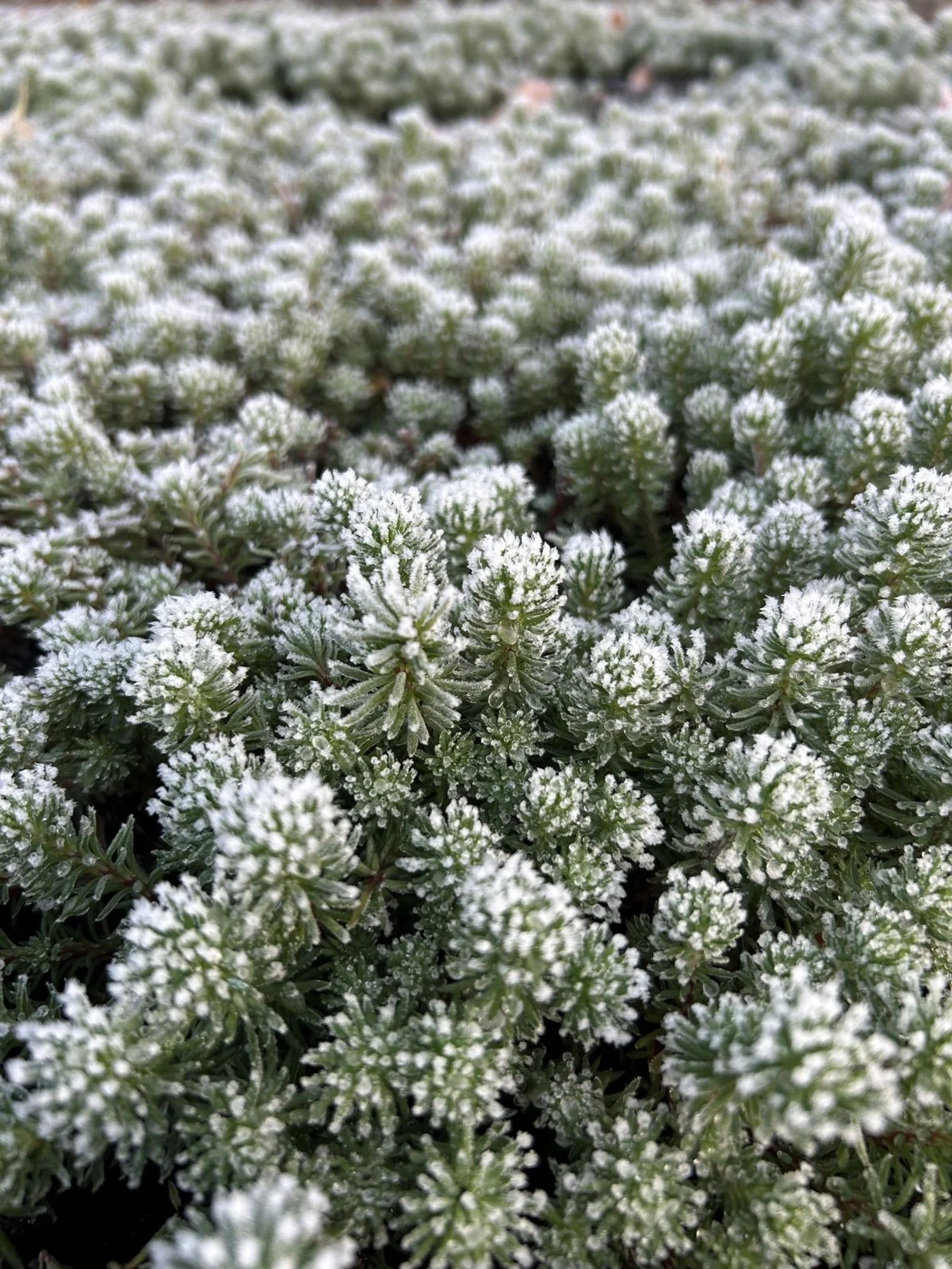 Winter Advice: Can a Green Roof Survive Frost and Snow?