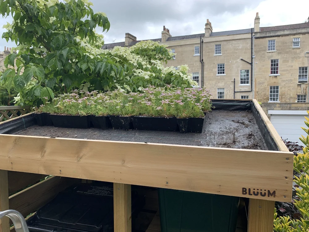 Sedum Green Roof Ecological Green Roofs