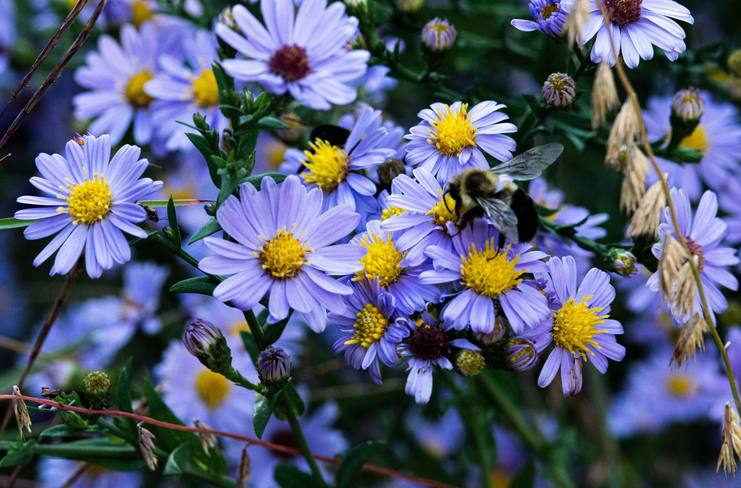 Smooth blue aster and side oats grama grass