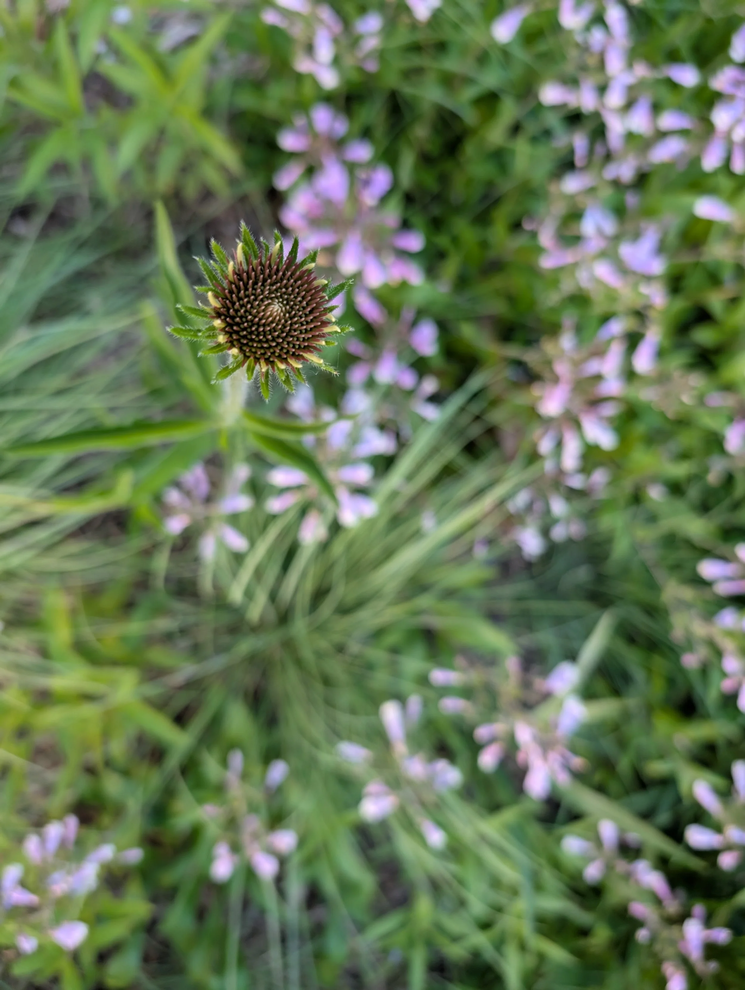 Echinacea pallida with penstemon hirsutus