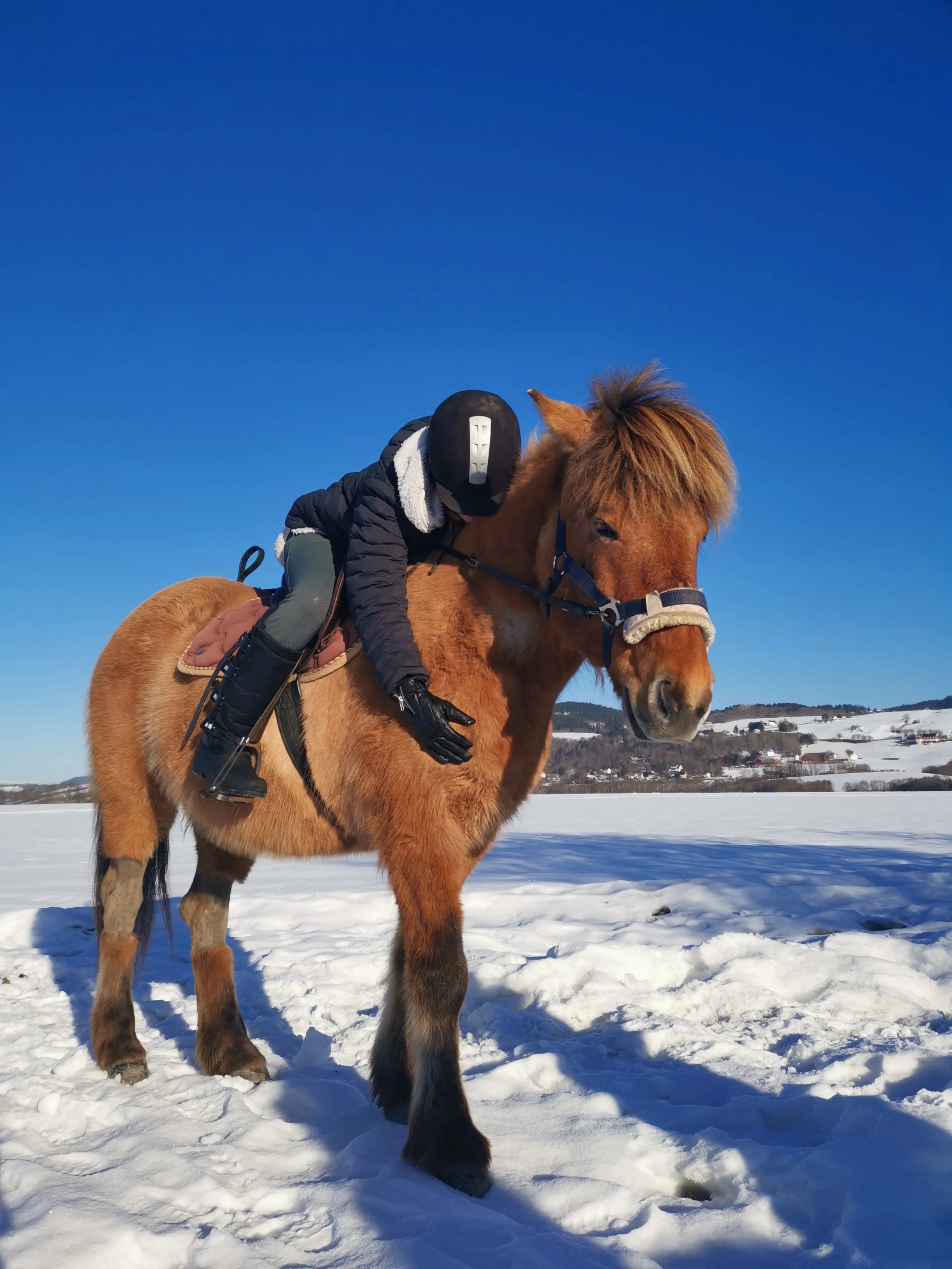Oppstart vår 2026 – Ridefysio og Hesteskole
